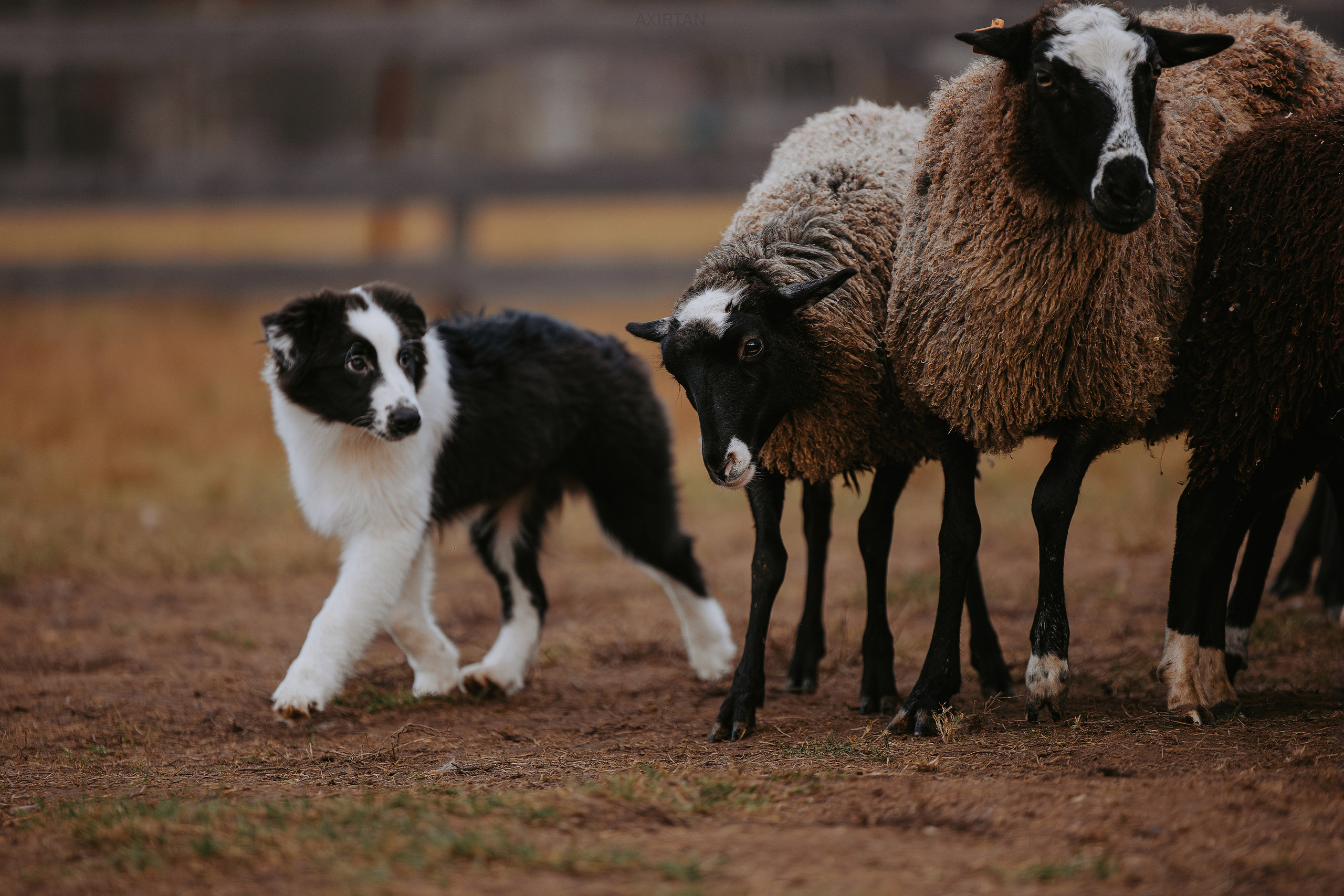 Карныш. BLGKV питомник собак