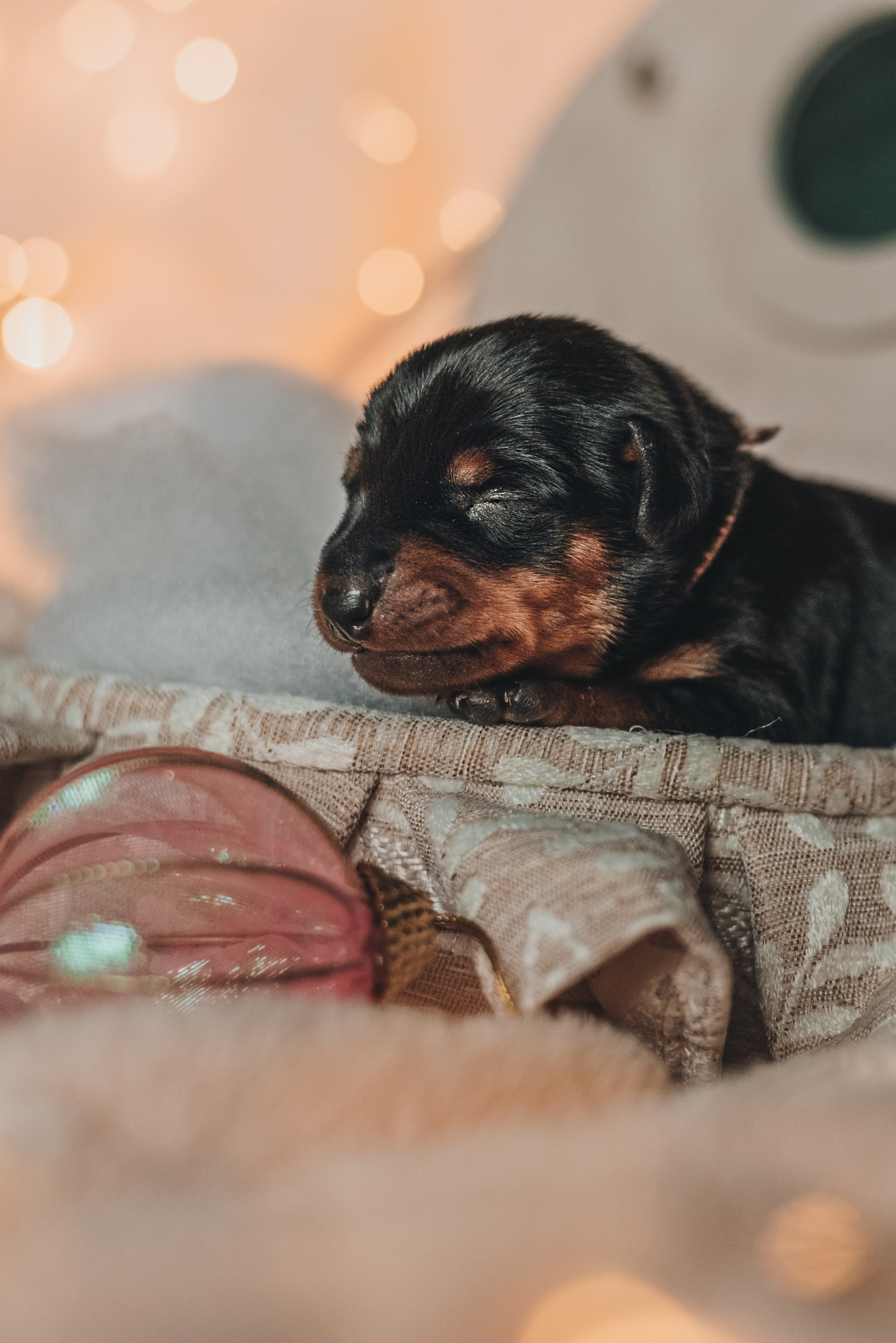 Pinschers. Natalia Finch Photography — Family, Kids & Pet Photographer in Chicago, IL