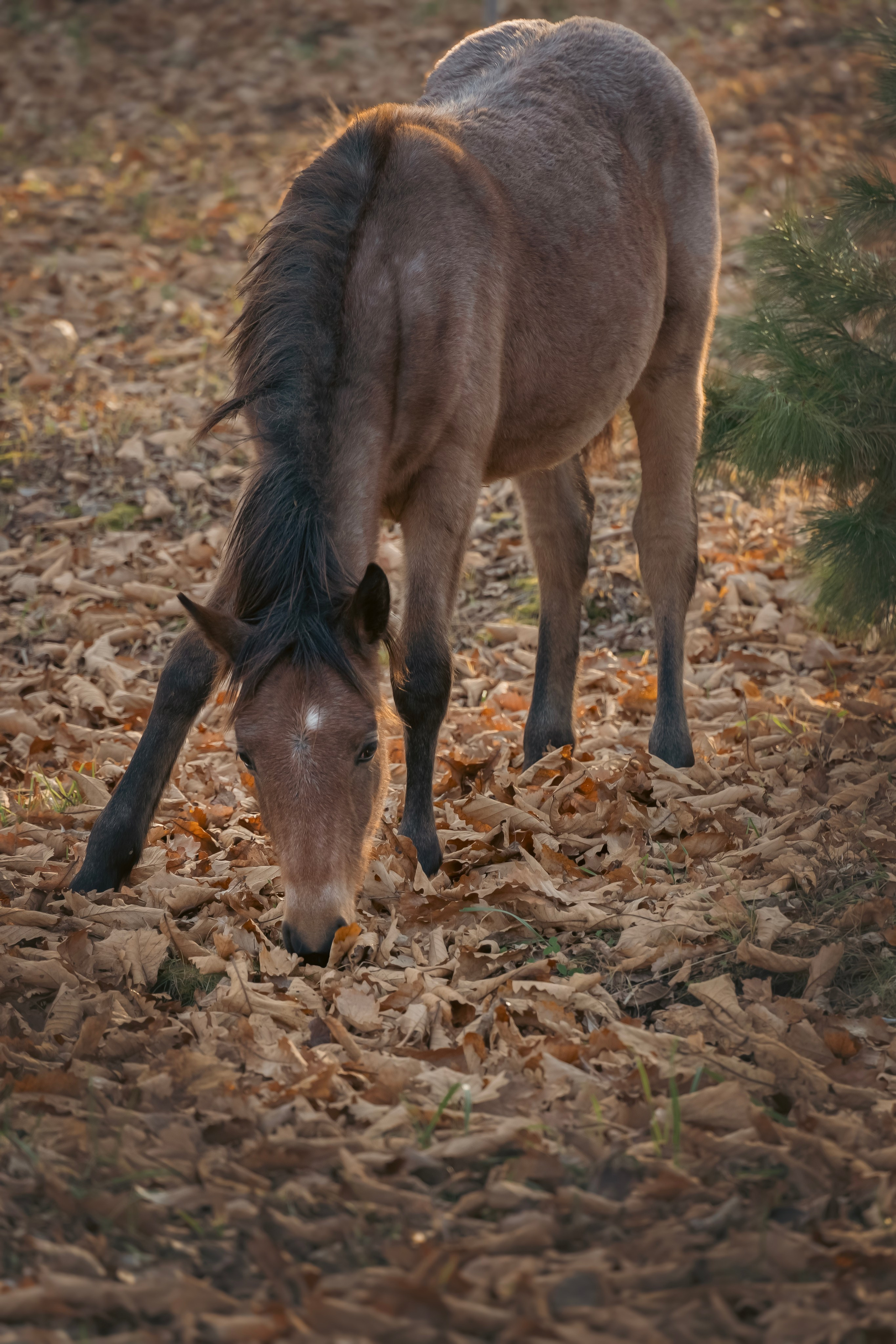 Конюшня. Семейный фотограф анималист г. Находка