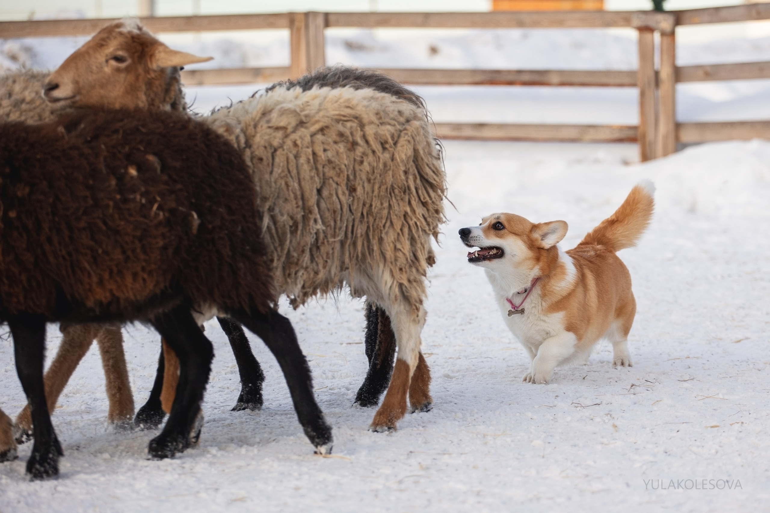 Коргитуса 2.03.2024. YULA KOLESOVA | Фотограф — Анималист | Художник | Тюмень