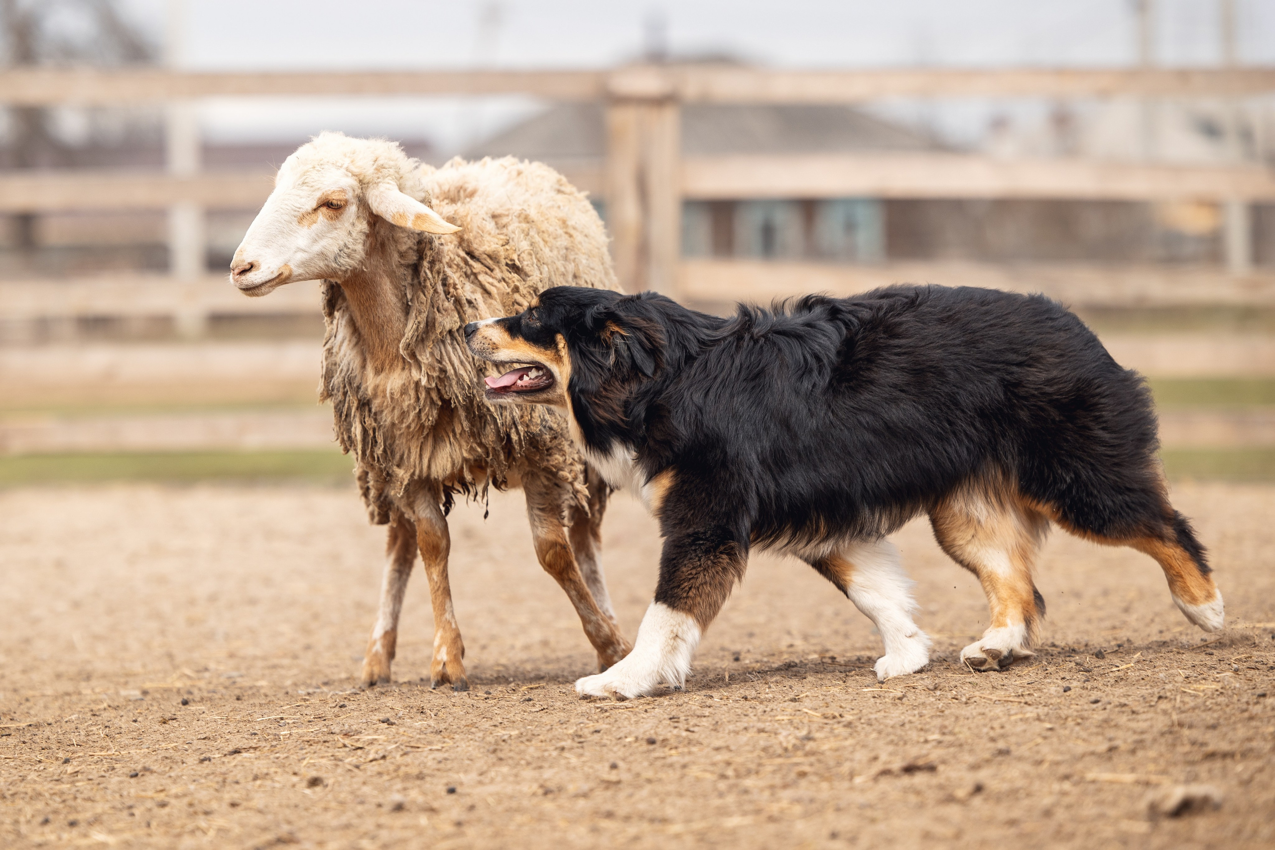 Ночь. YULA KOLESOVA | Фотограф — Анималист | Художник | Тюмень