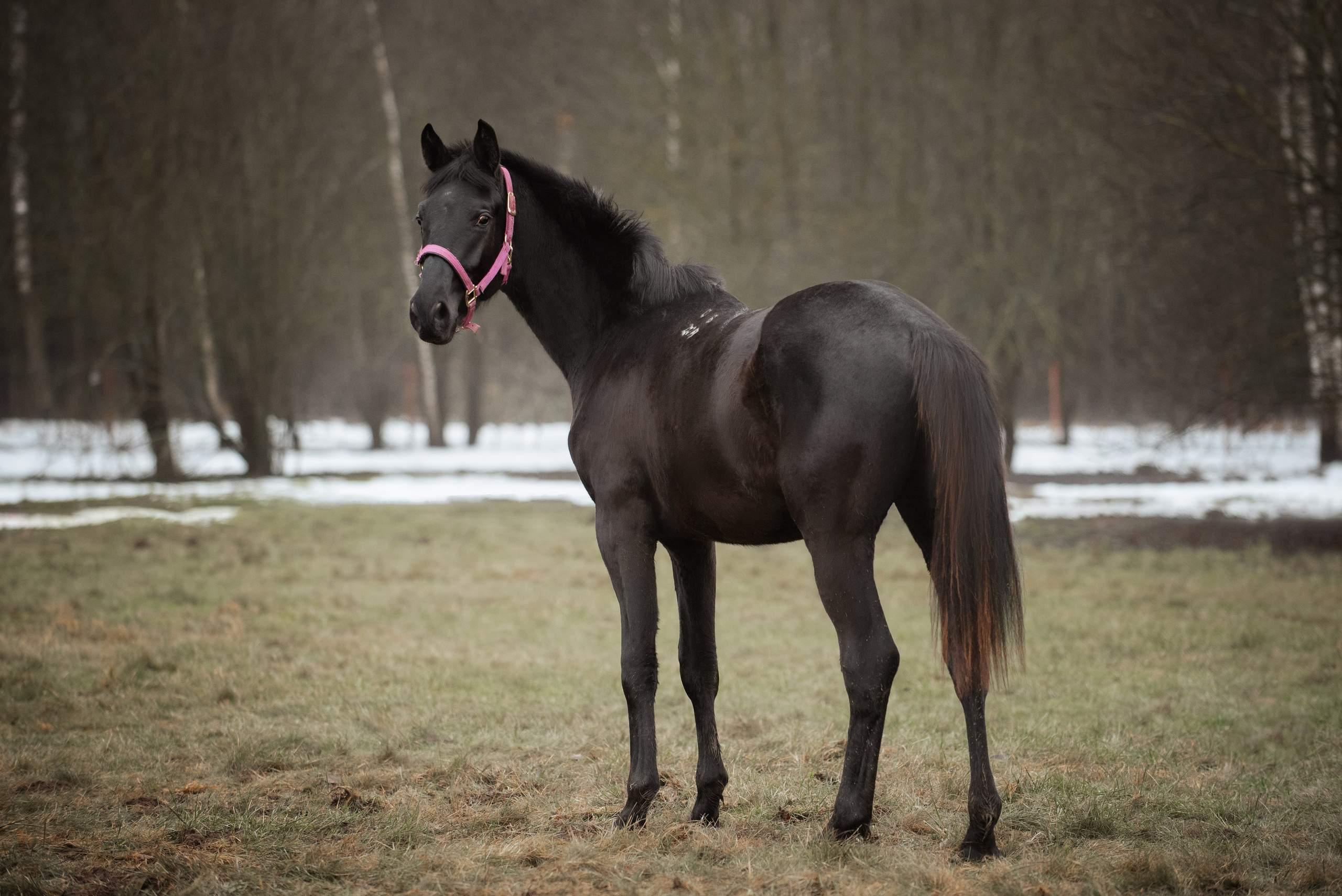 Мелкаши ЮНА. Куракина Дарья • Конный фотограф