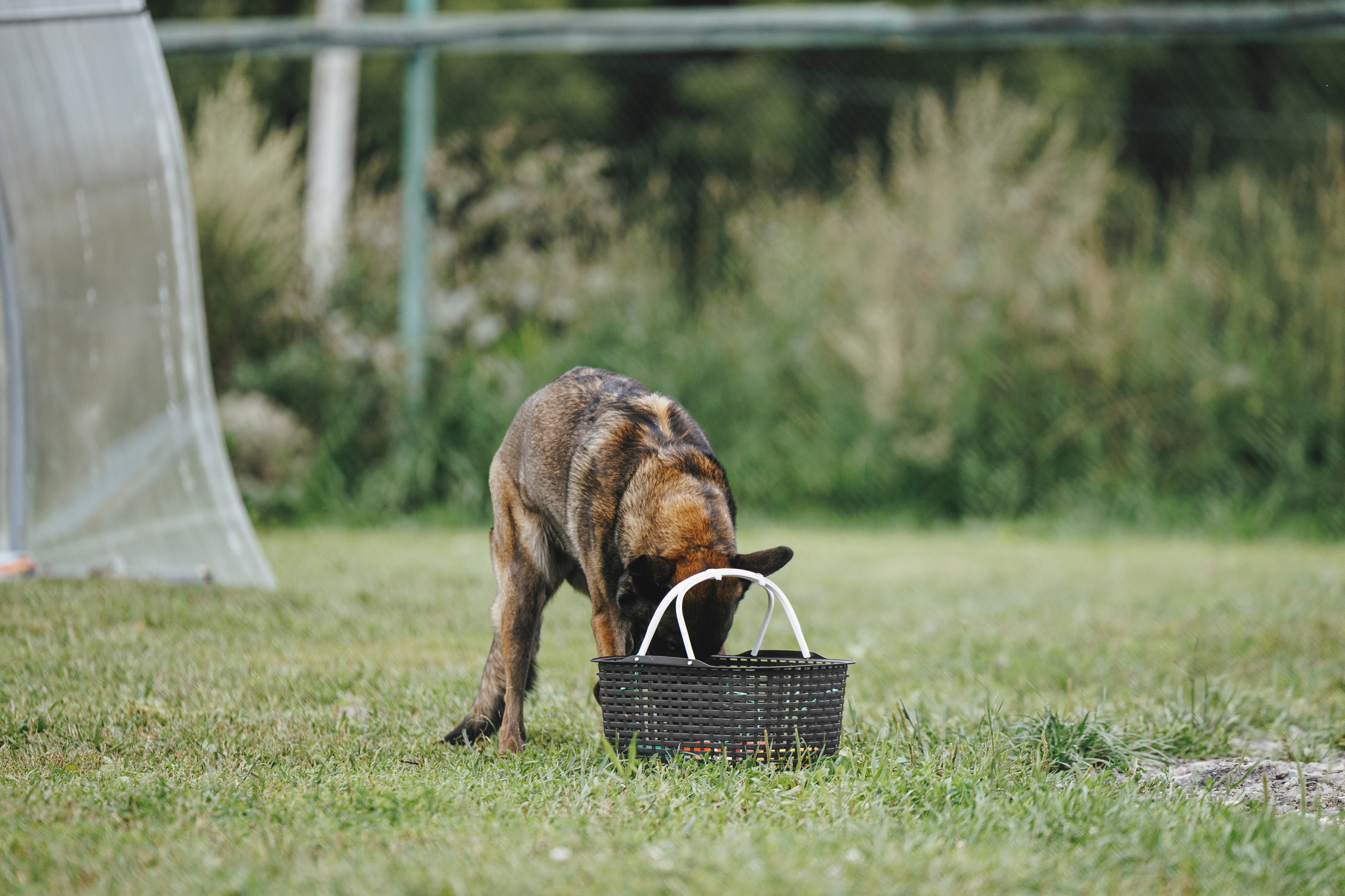 08.08.25-10.08.25 ЧР по мондьорингу г. Вологда. Фотограф-анималист Анна Маринич