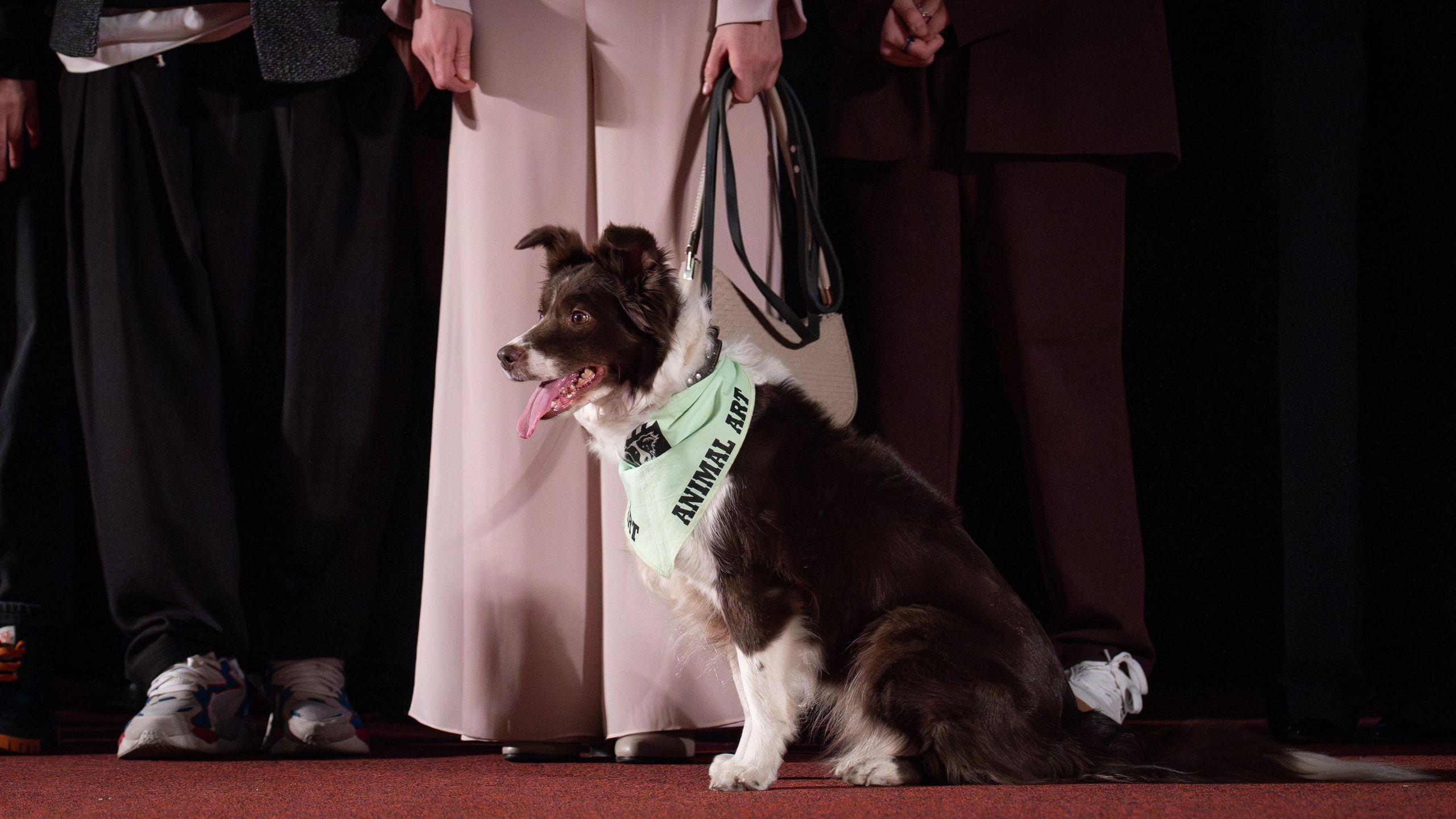 Космическая собака Лида. Премьера Космическая собака Лида. Фильм Космическая собака Лида. Космическая собака Лида смотреть. Каро 11 Октябрь