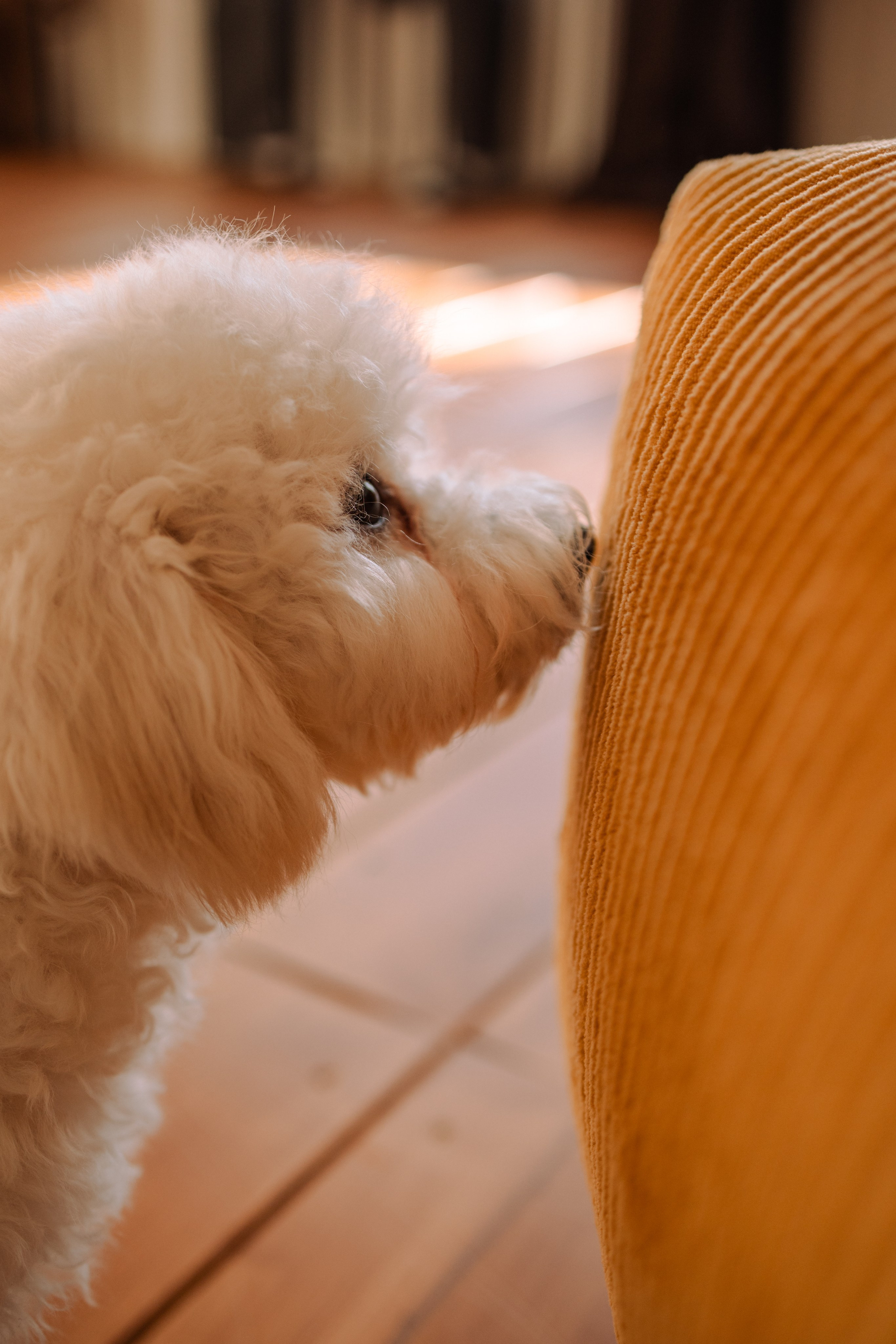 Луна и ее семья. Фотограф — Анималист | Санкт-Петербург