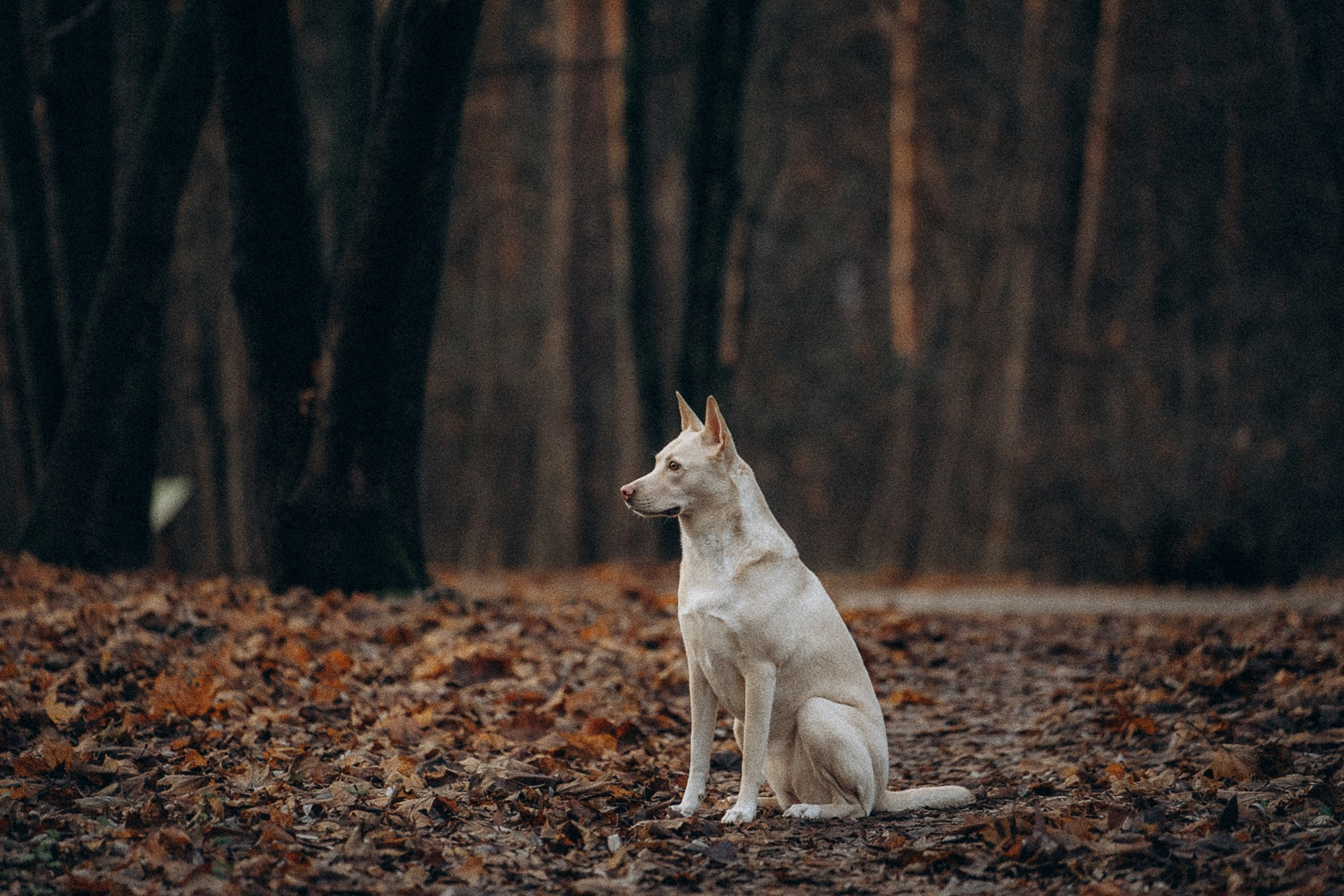 Туся. Фотограф анималист в Москве и Санкт-Петербурге Свиридова Анна