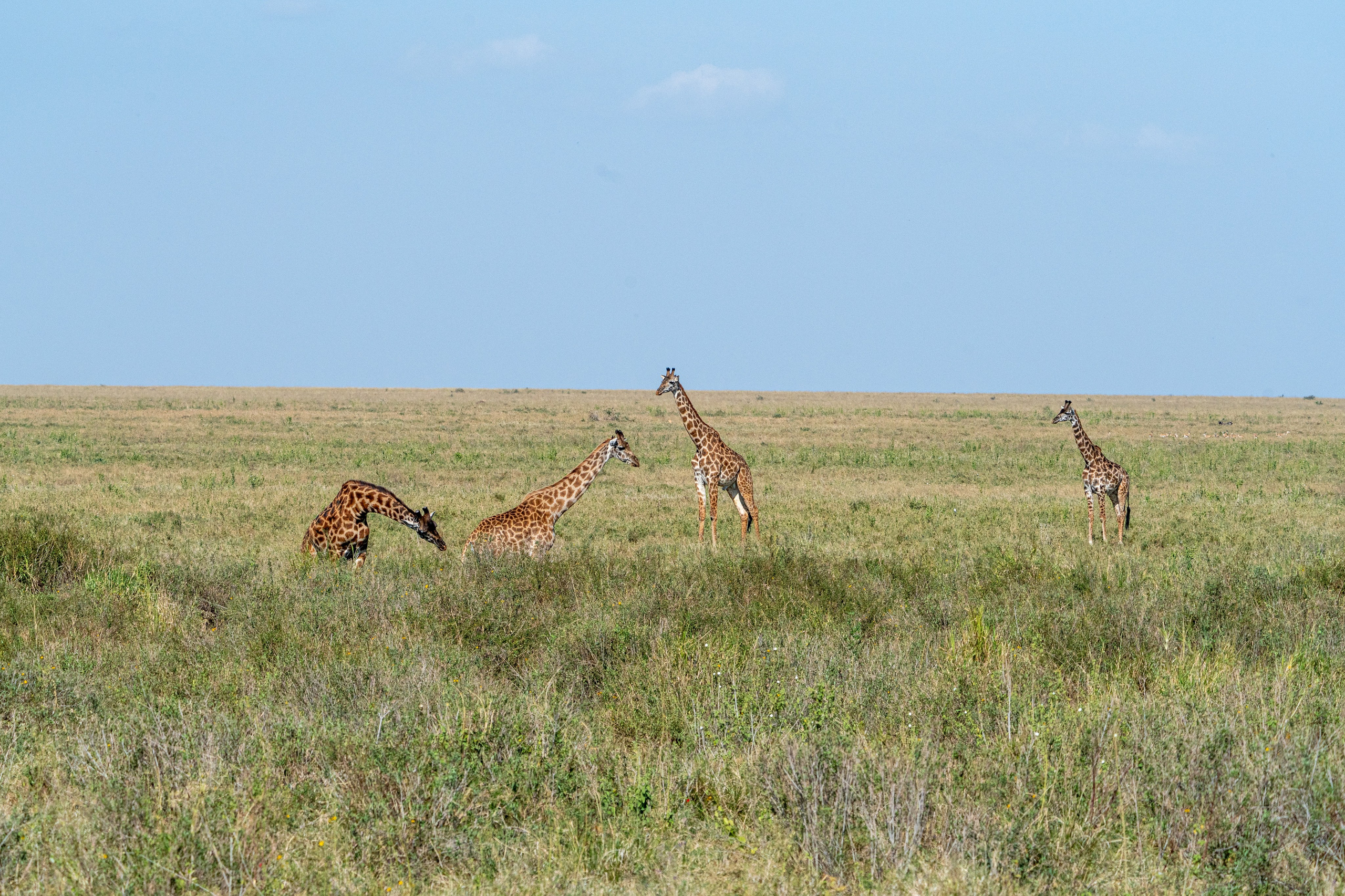 Танзания, сафари, 2025. Творческие сьемки