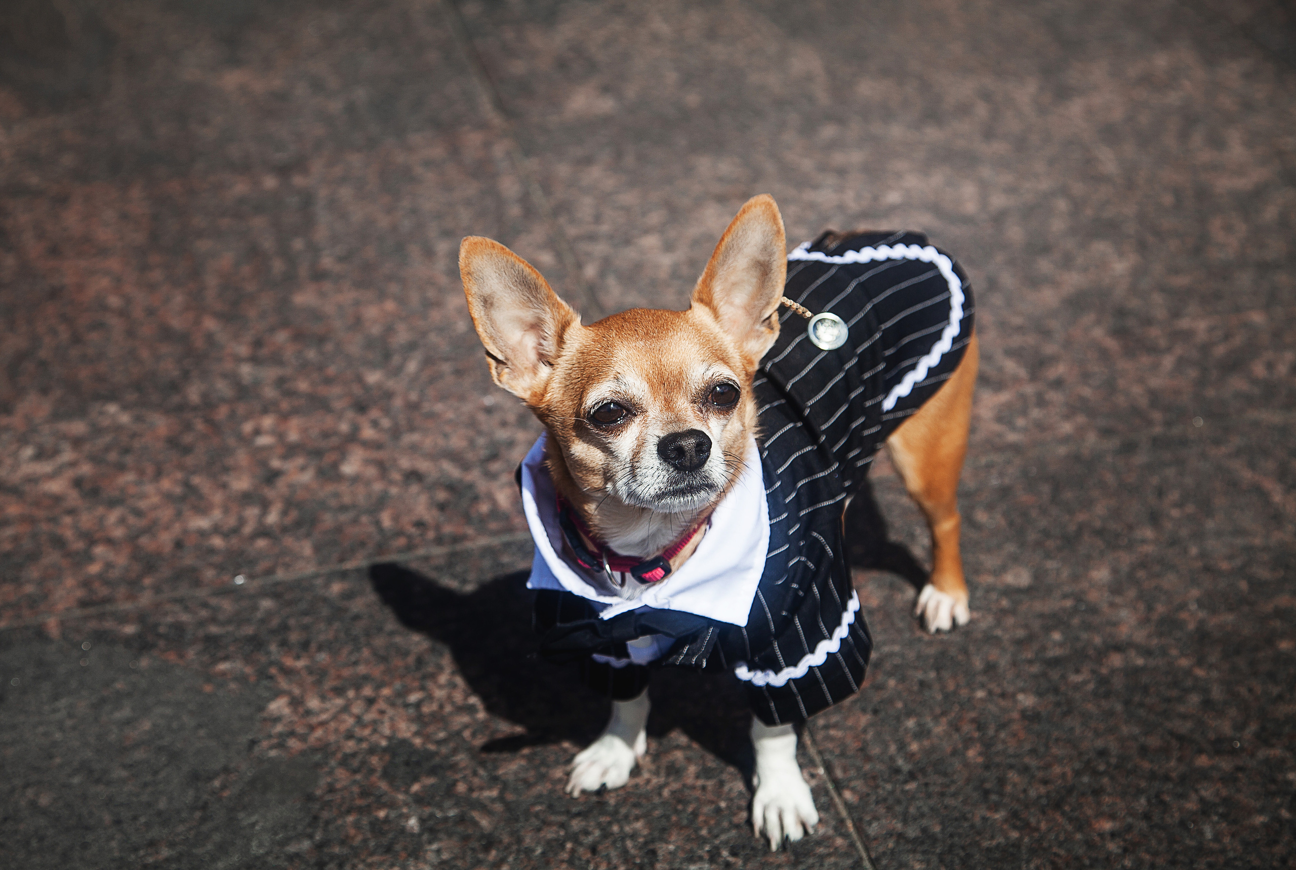 Юлия и Марк. Фотограф в Санкт-Петербурге Елизавета Сорокина