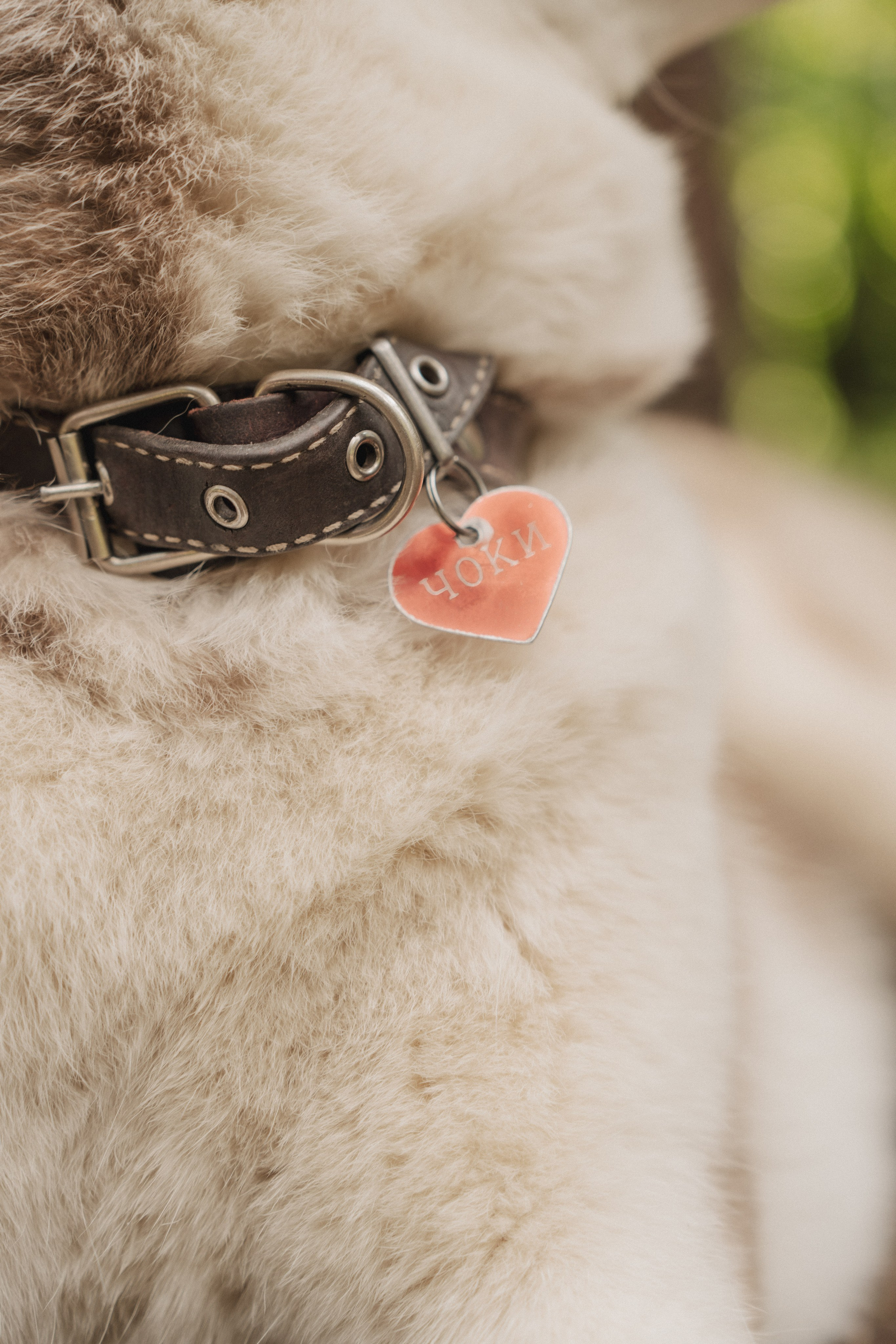 Дарья ♡ Максим ✧ Чоки — История любви, когда в семье есть хаски. Свадебный и портретный фотограф в Москве, Светлана Янковая