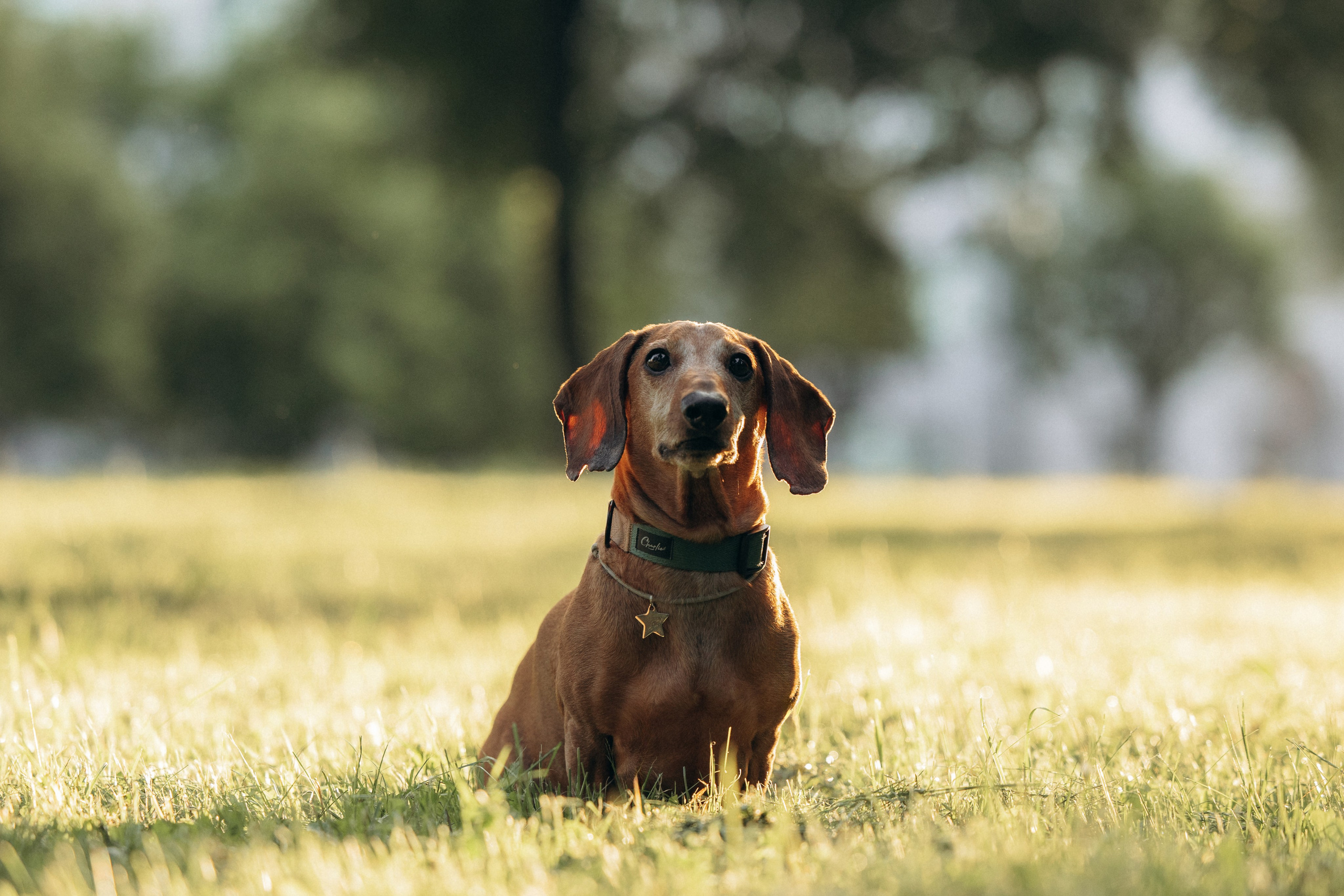 Минск. Алина и Сэм. Фотограф анималист в Казани Алина Сулейманова. Фотограф животных