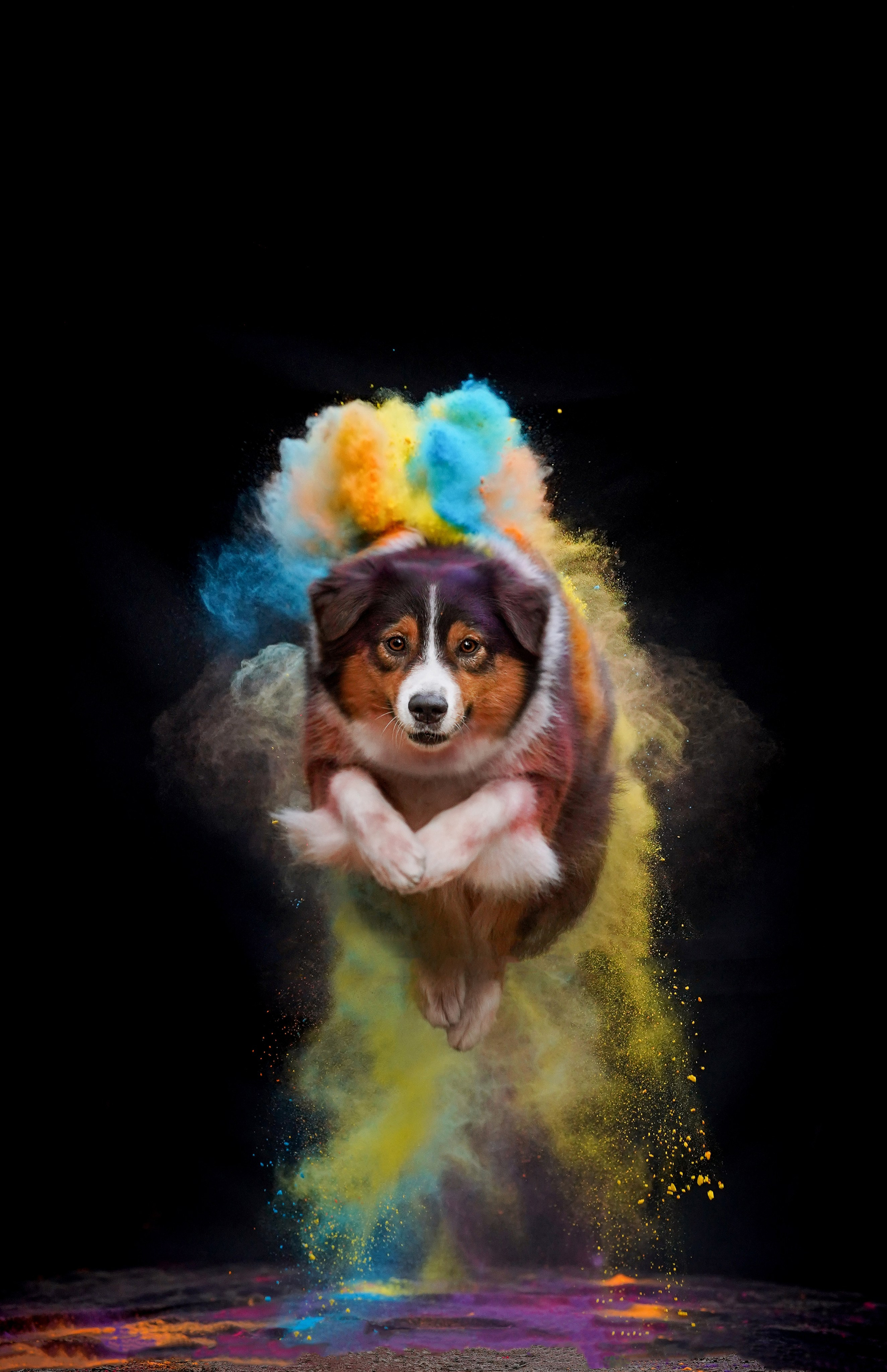 Съемка с красками холли. Фотограф-анималист в Санкт-Петербурге Яна Мартынова