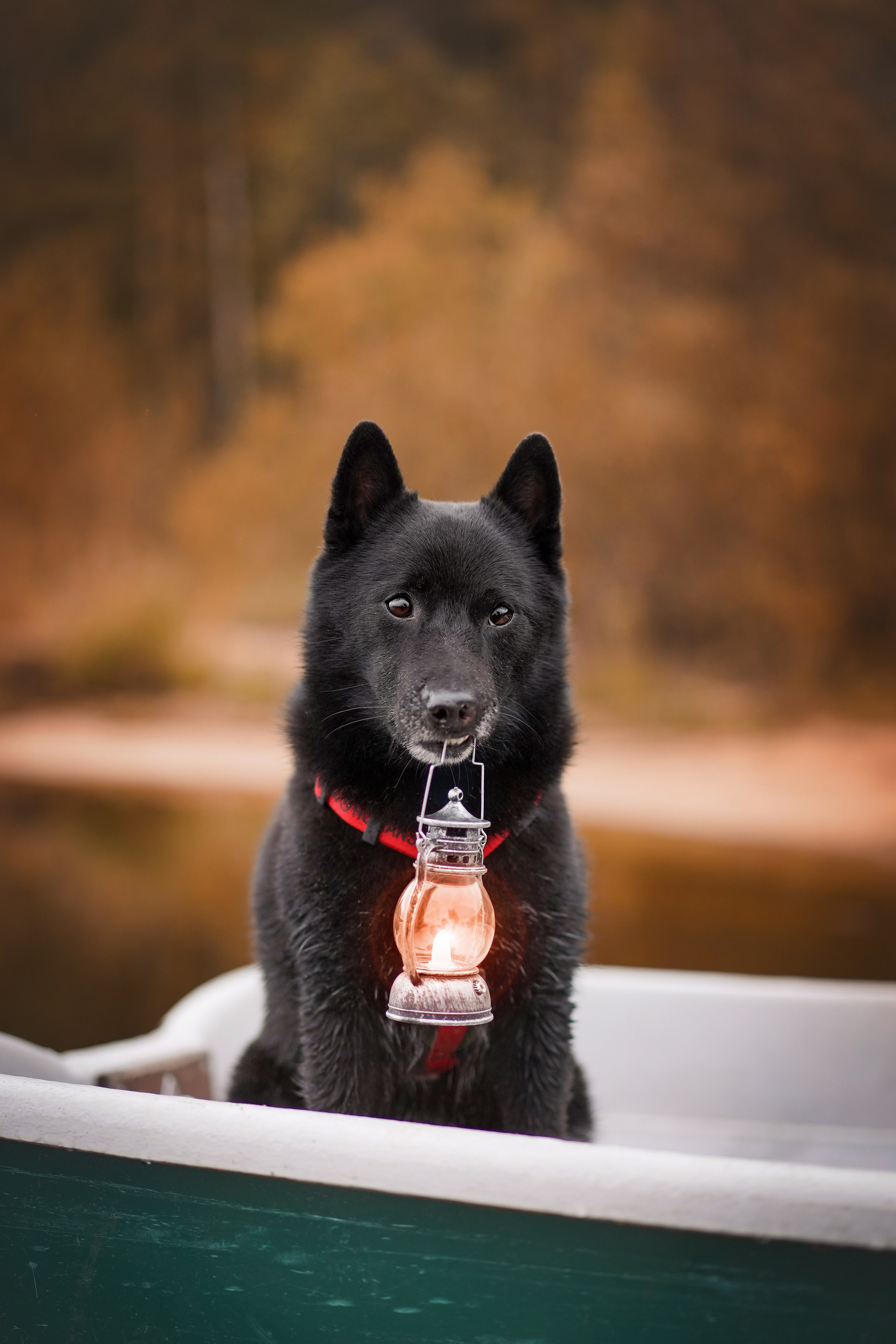 Аня Мишель Арчи и Майкл. Фотограф-анималист в Санкт-Петербурге Яна Мартынова