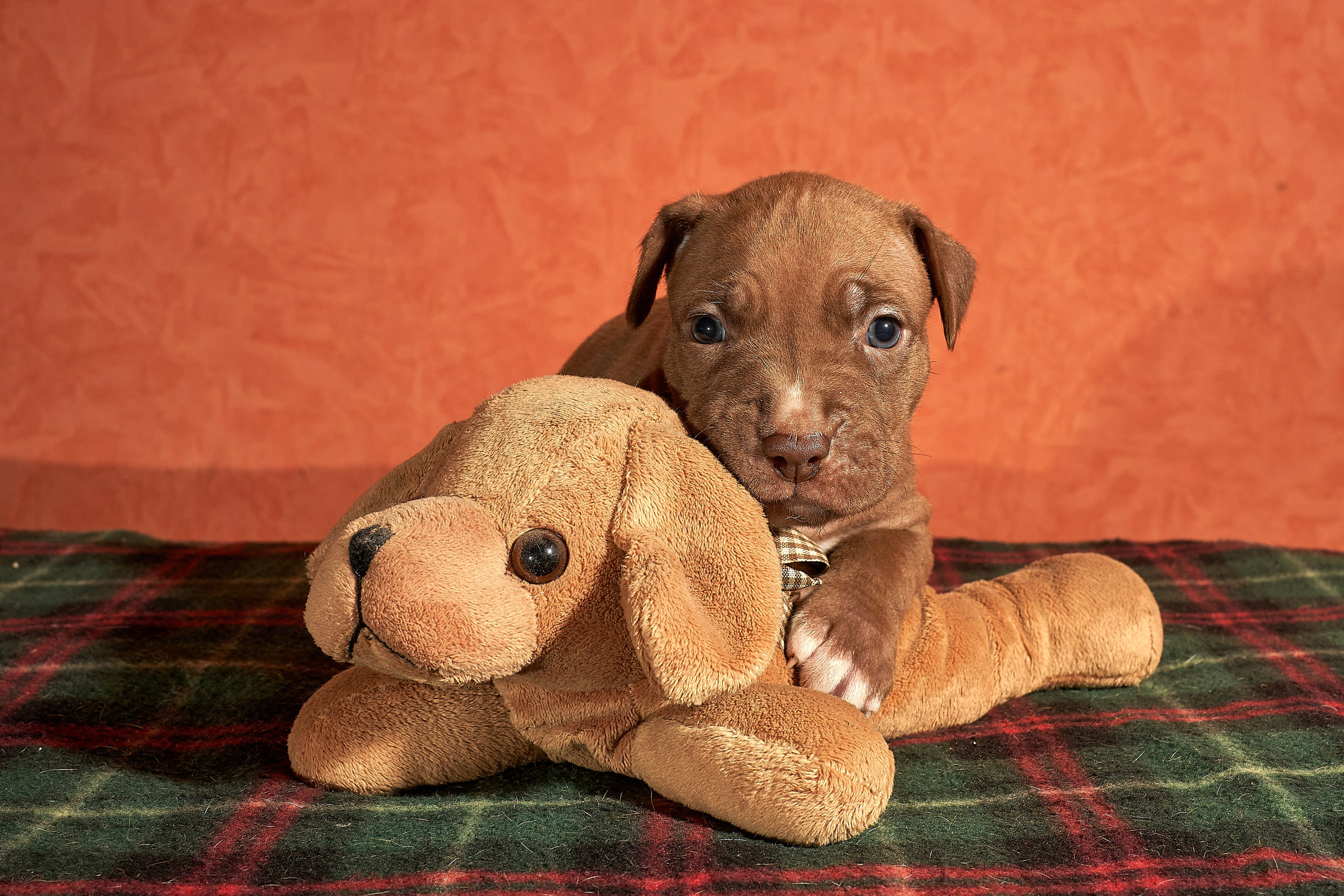 Щенки. Фотограф-анималист Михаил Манухин