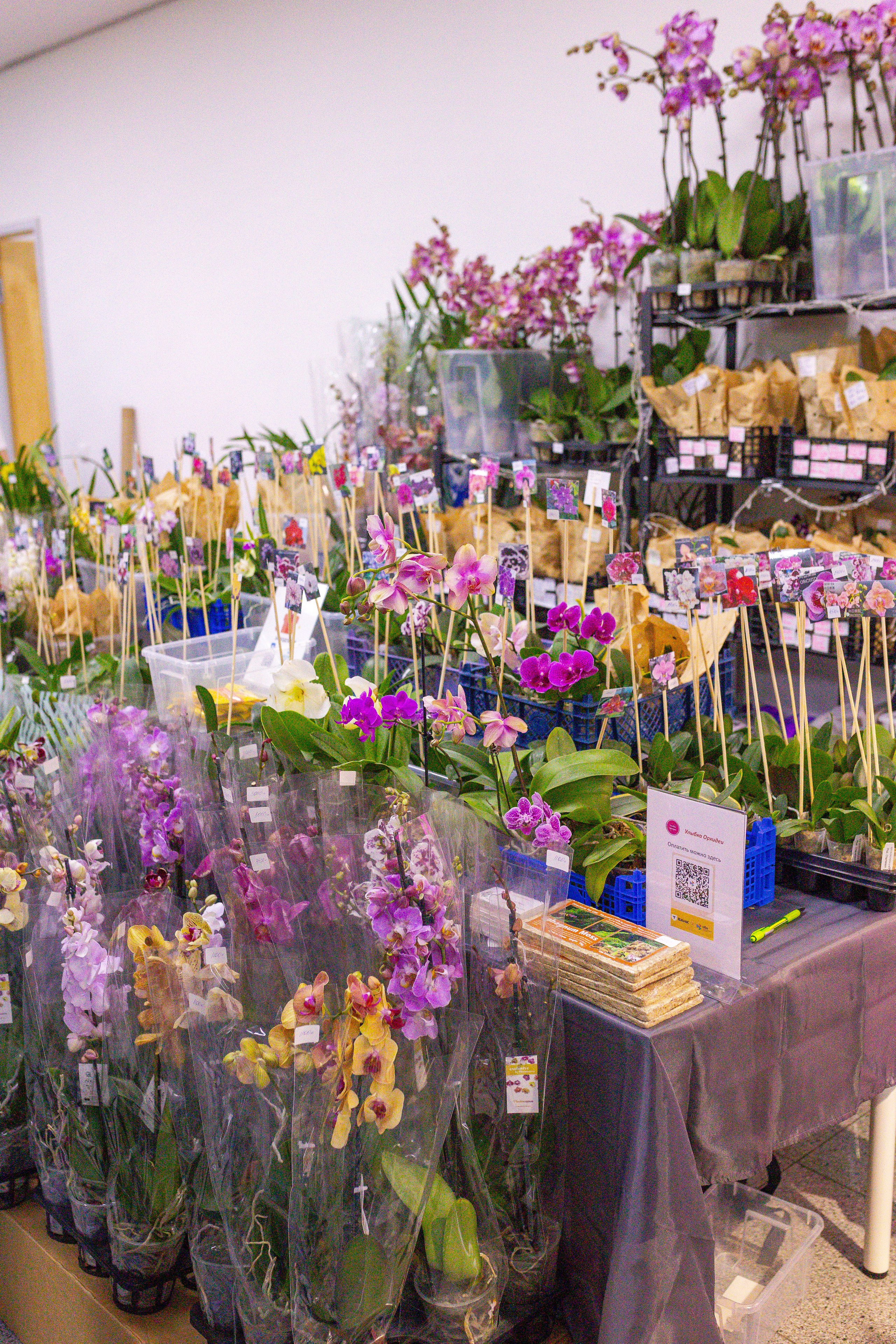 Орхидиум сентябрь 2025. Александра Куликова фотограф, Москва