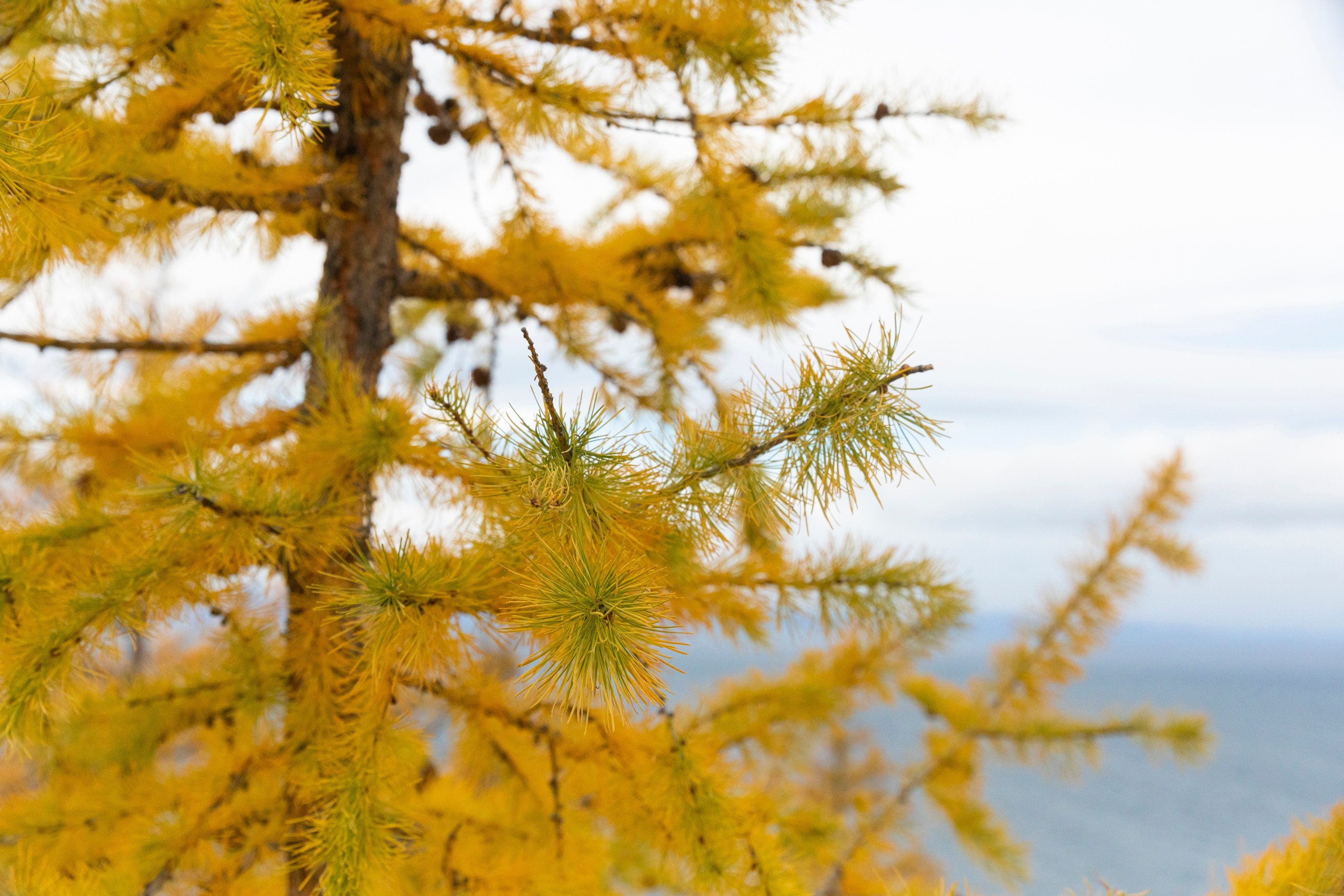 Ольхон в октябре. Марина Захарова — Фотограф. Москва / Marina Zakharova — Photographer