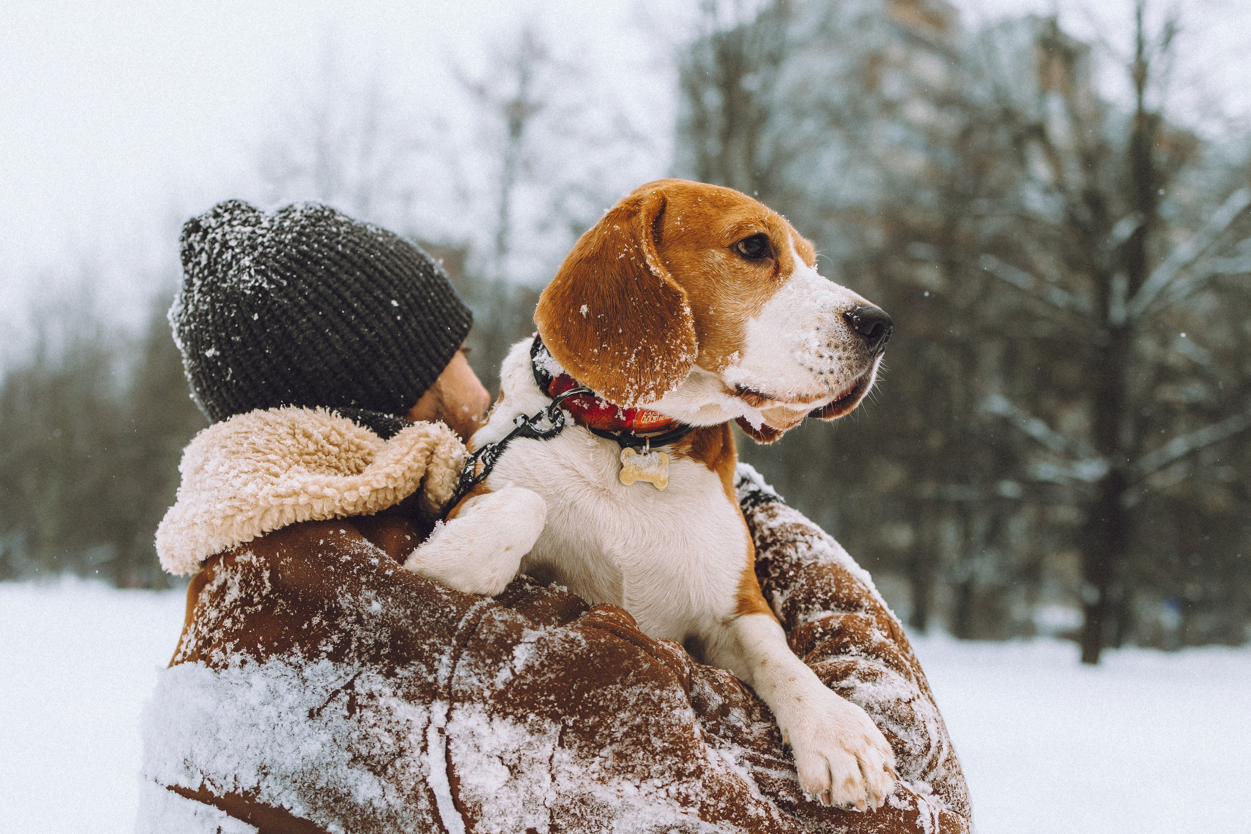 Роман, Портер и Коррес