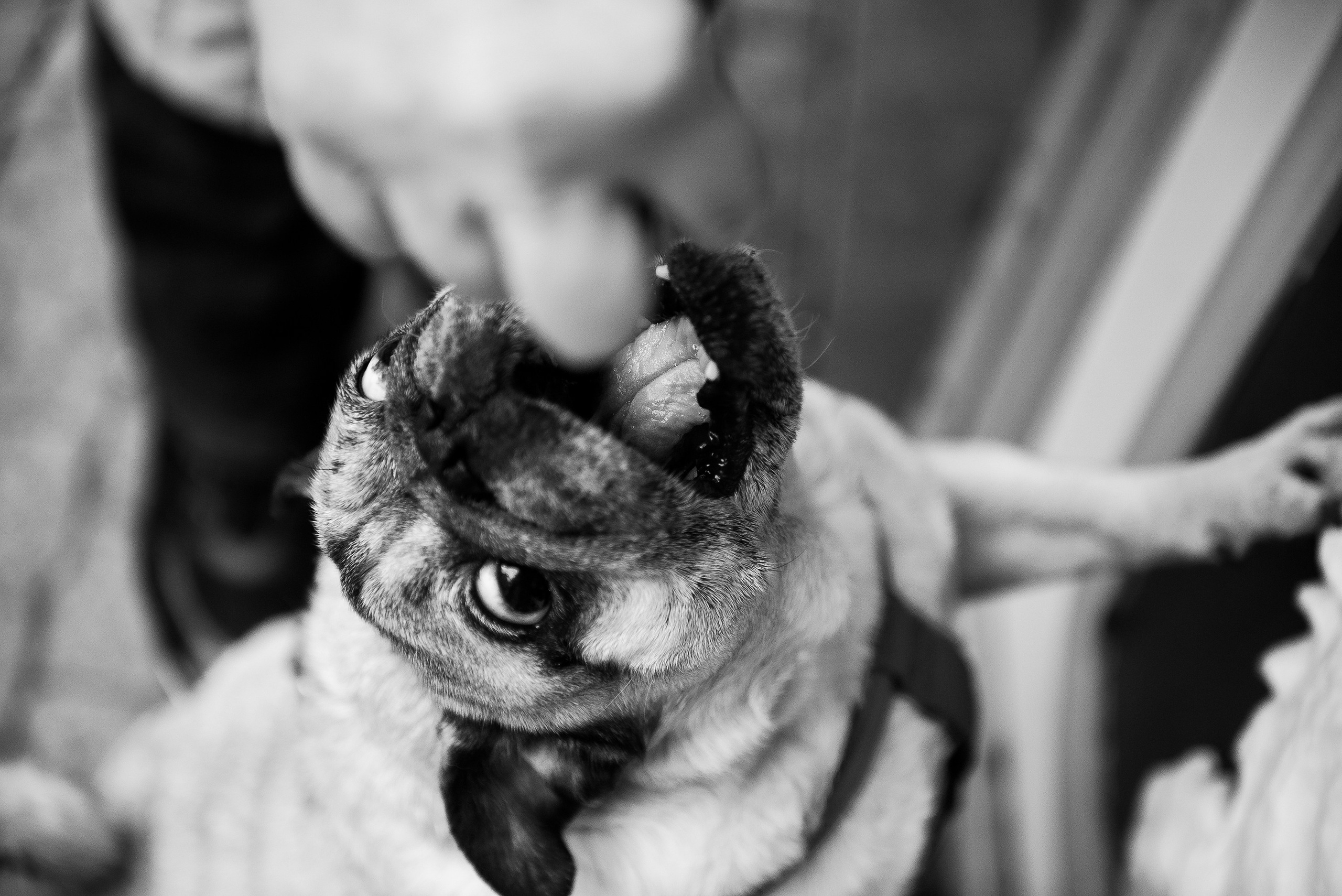 Ольга и Потапум. Прогулка к чайному дому. Семейный Фотограф в Москве Ирина Хохлова