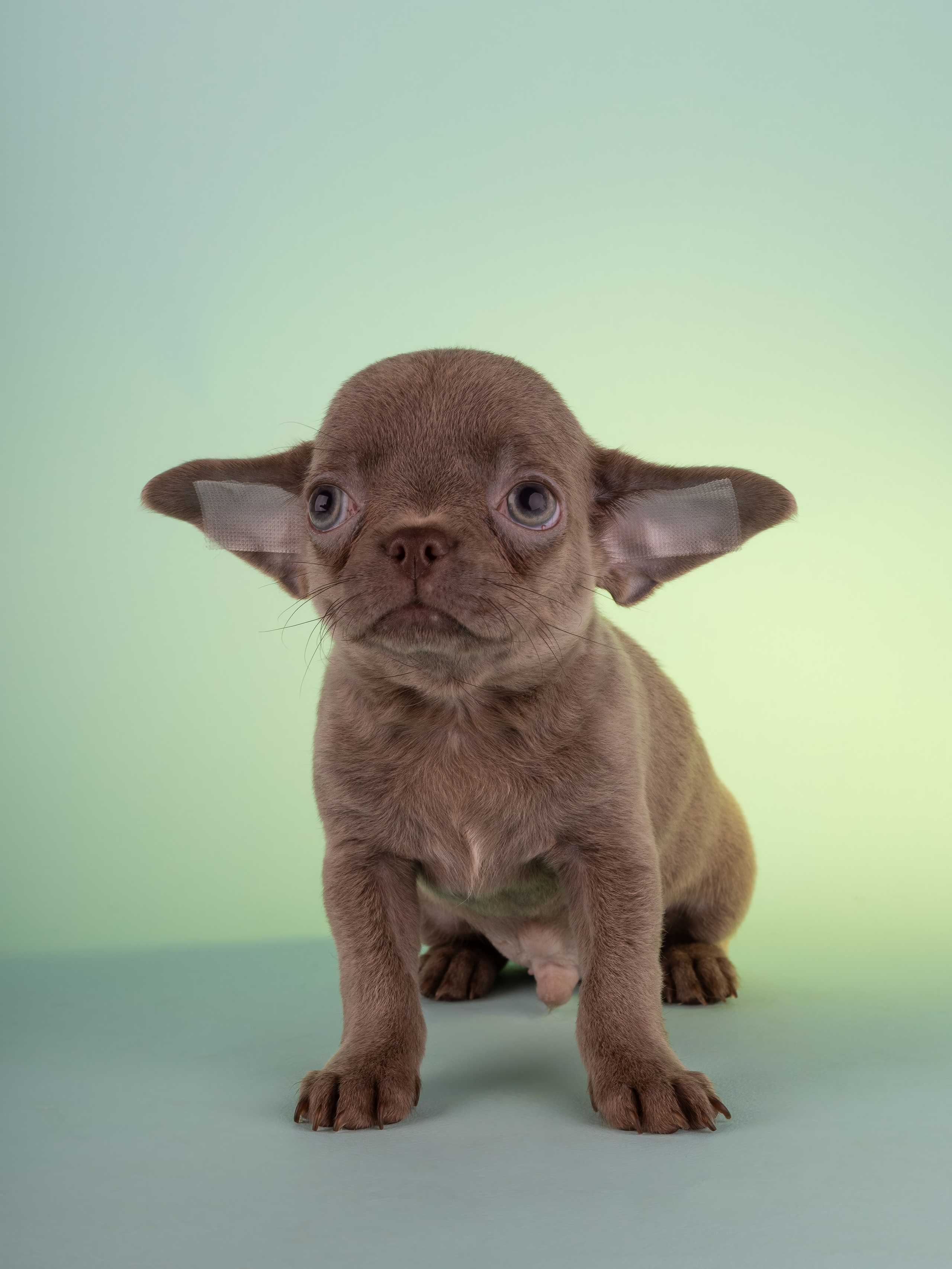 Чихуахуа (студия). Фотограф-анималист в Москве, МО и Владимире