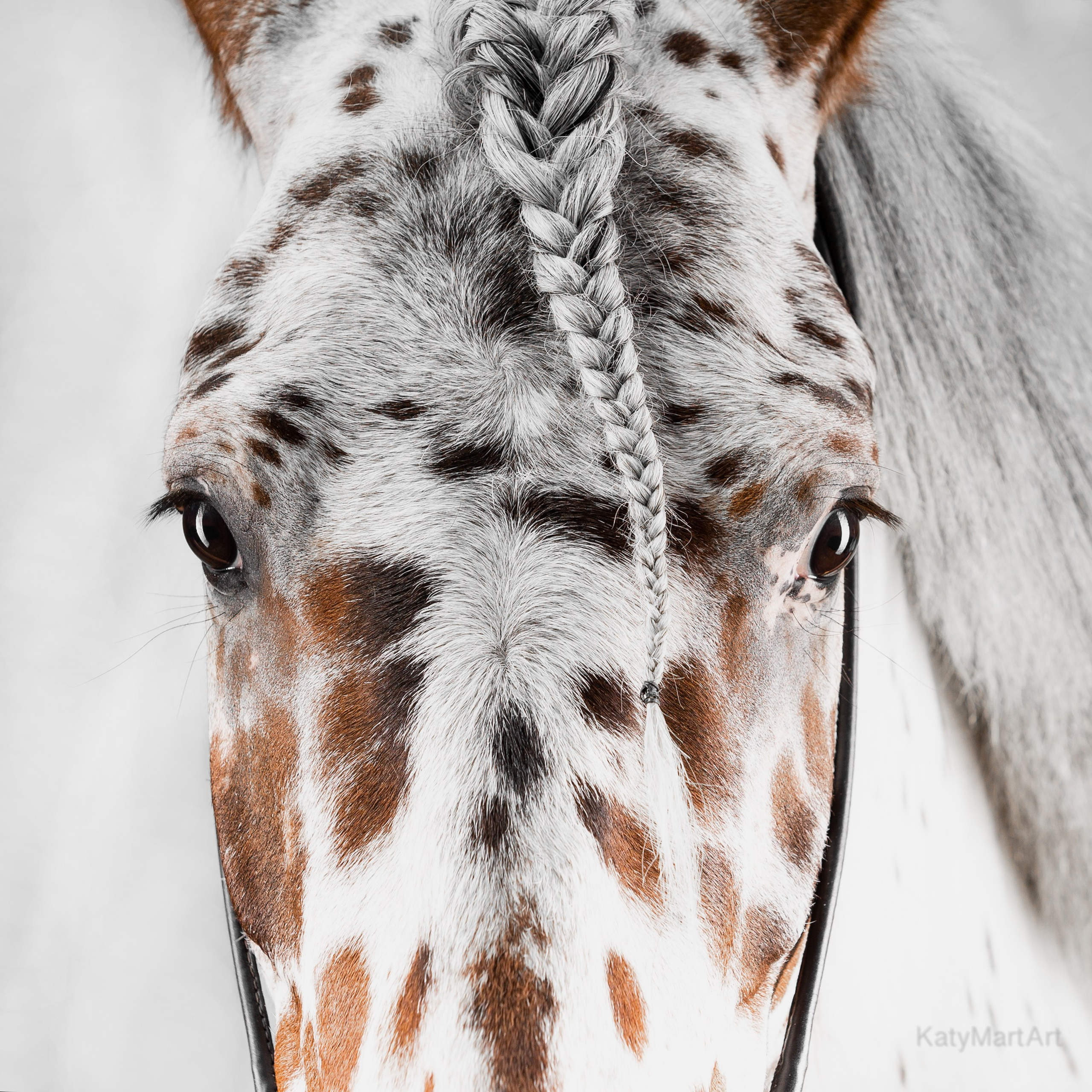 Пятна. KatymartArt — Equine photography