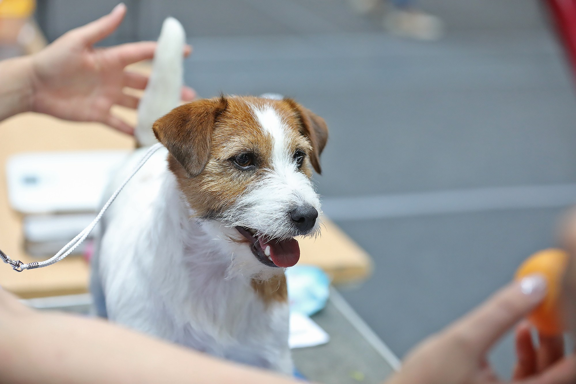 Щенки джек рассел терьера, питомник РКФ, питомник джек рассел терьеров, питомник Порт Фортис, kennel PORT FORTIS