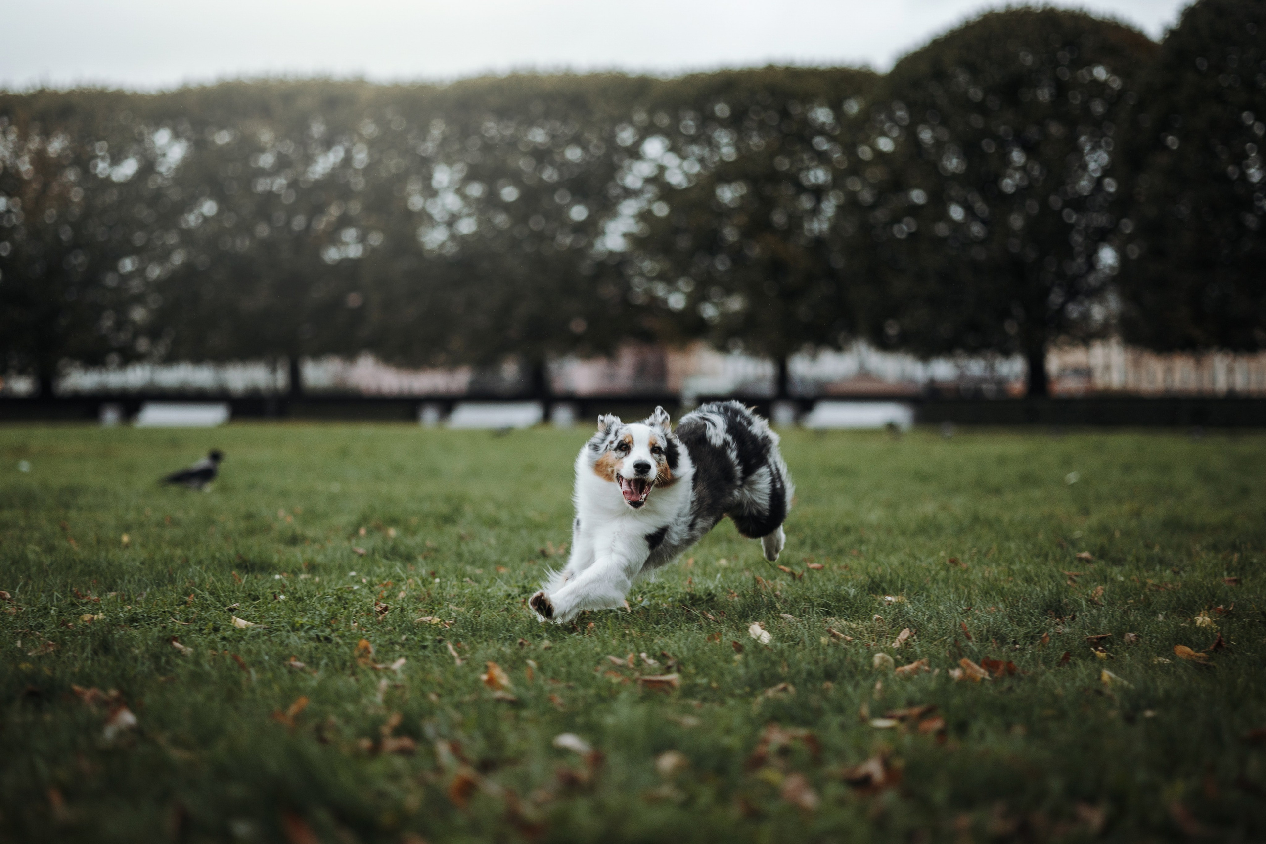 Ирина и Кайса. Фотограф — Анималист | Санкт-Петербург