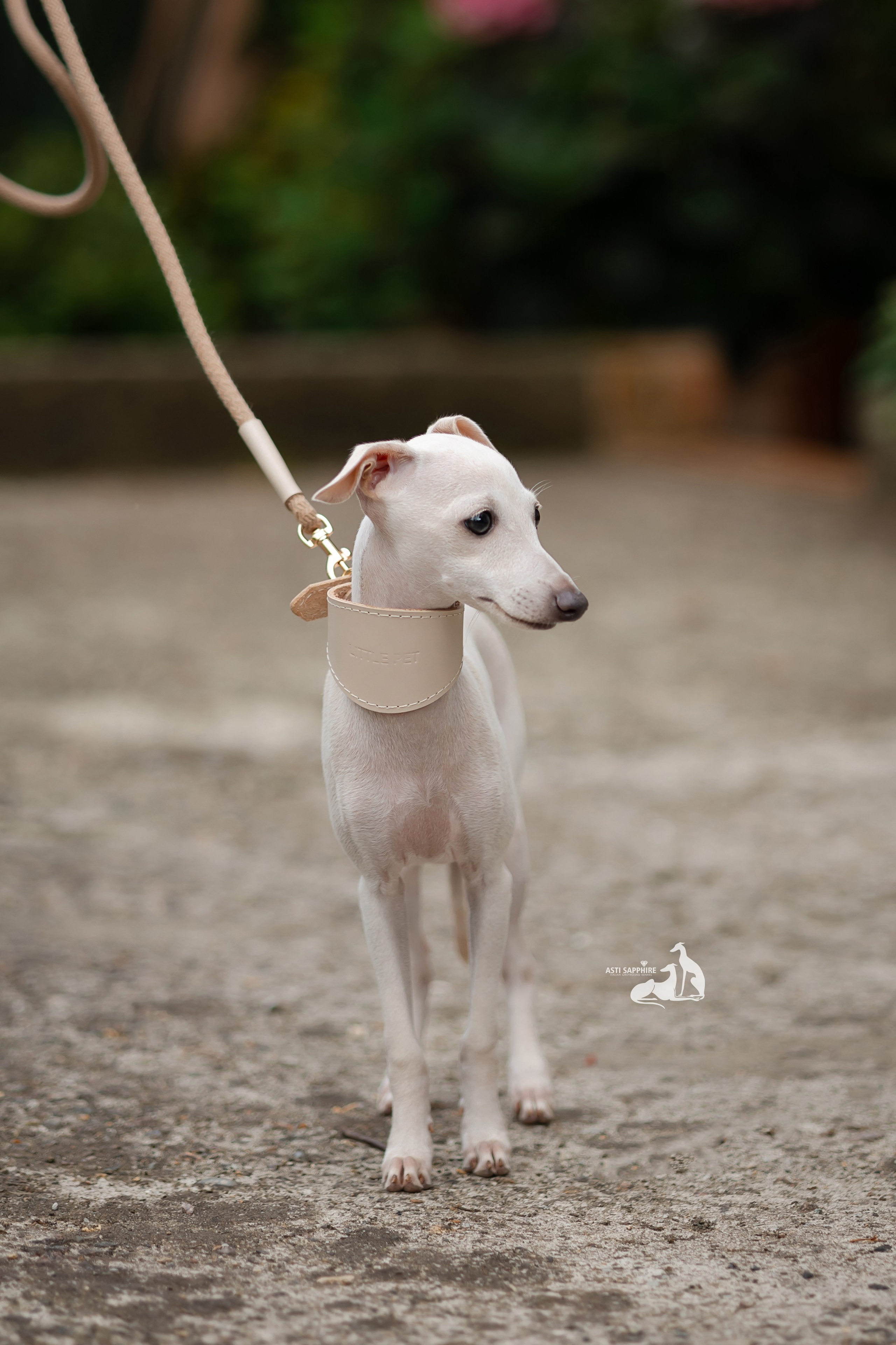 Чудесная шоу-девочка. Professional Italian Greyhound Kennel RKF/FCI ASTI SAPPHIRE 💎 Sochi|St. Petersburg