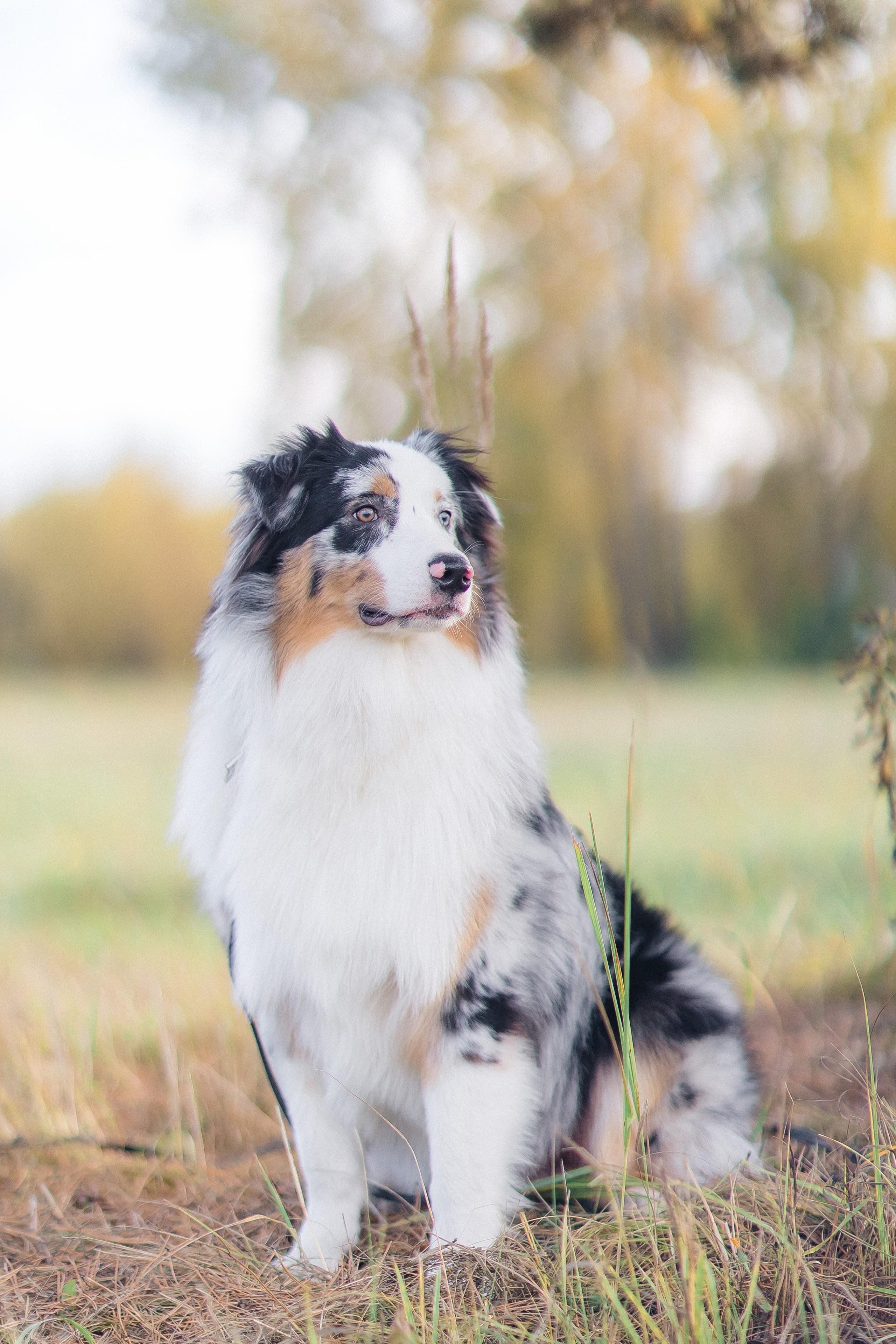Аусси Дэймон. Свадебный и женский фотограф