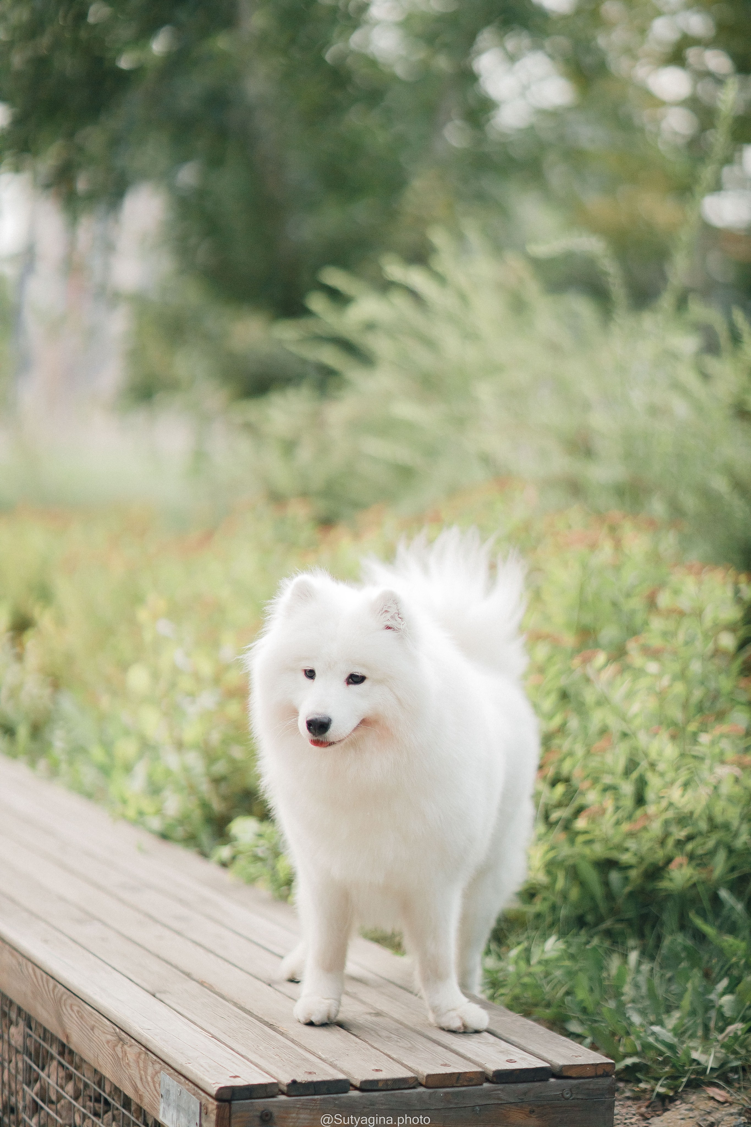 Самоед Рея. Свадебный и женский фотограф