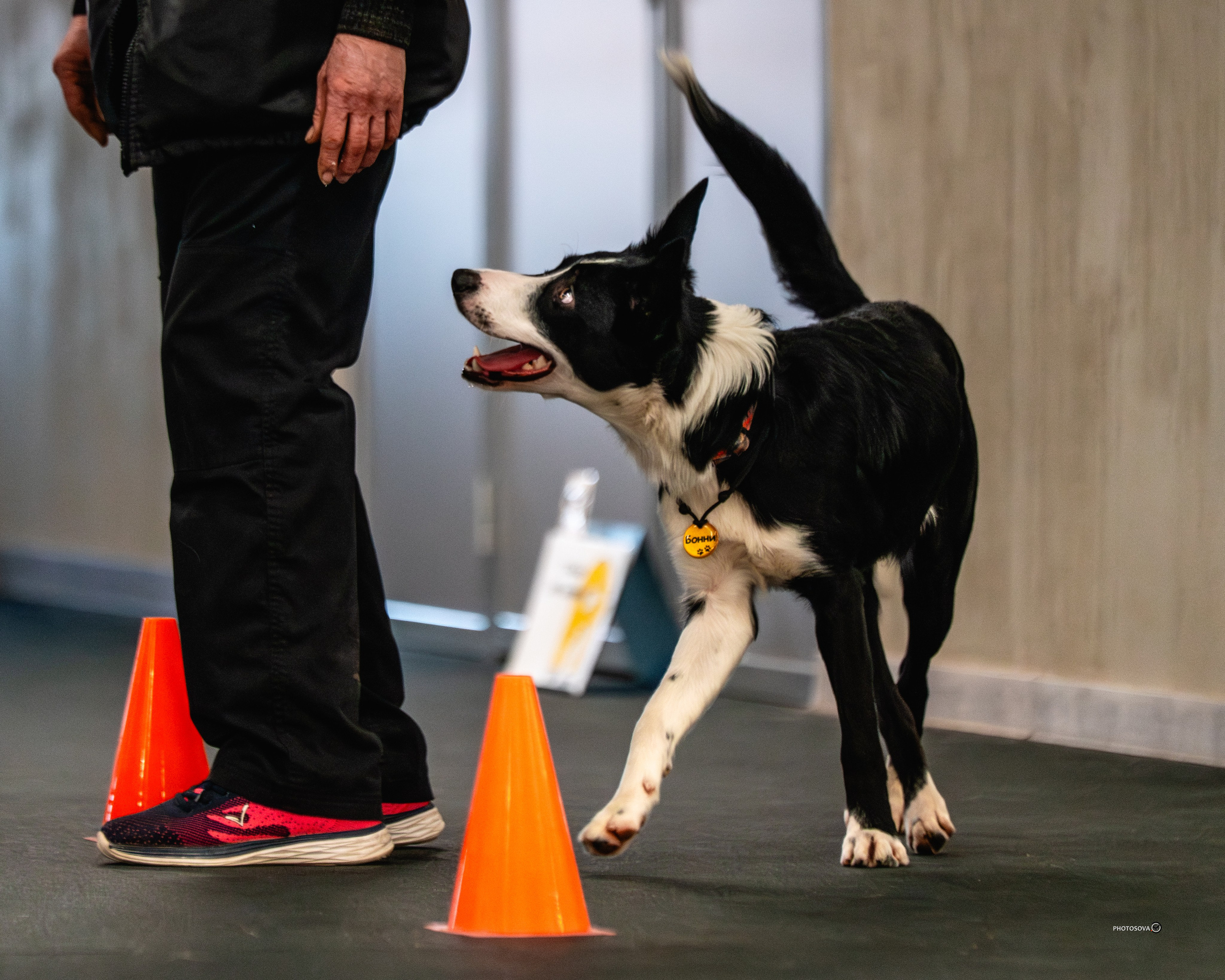 ТЫ И Я (соревнования по ралли-обидиенс). Фотограф-анималист, семейный фотограф в Москве и Подмосковье. Фотосъёмка кинологических дисциплин