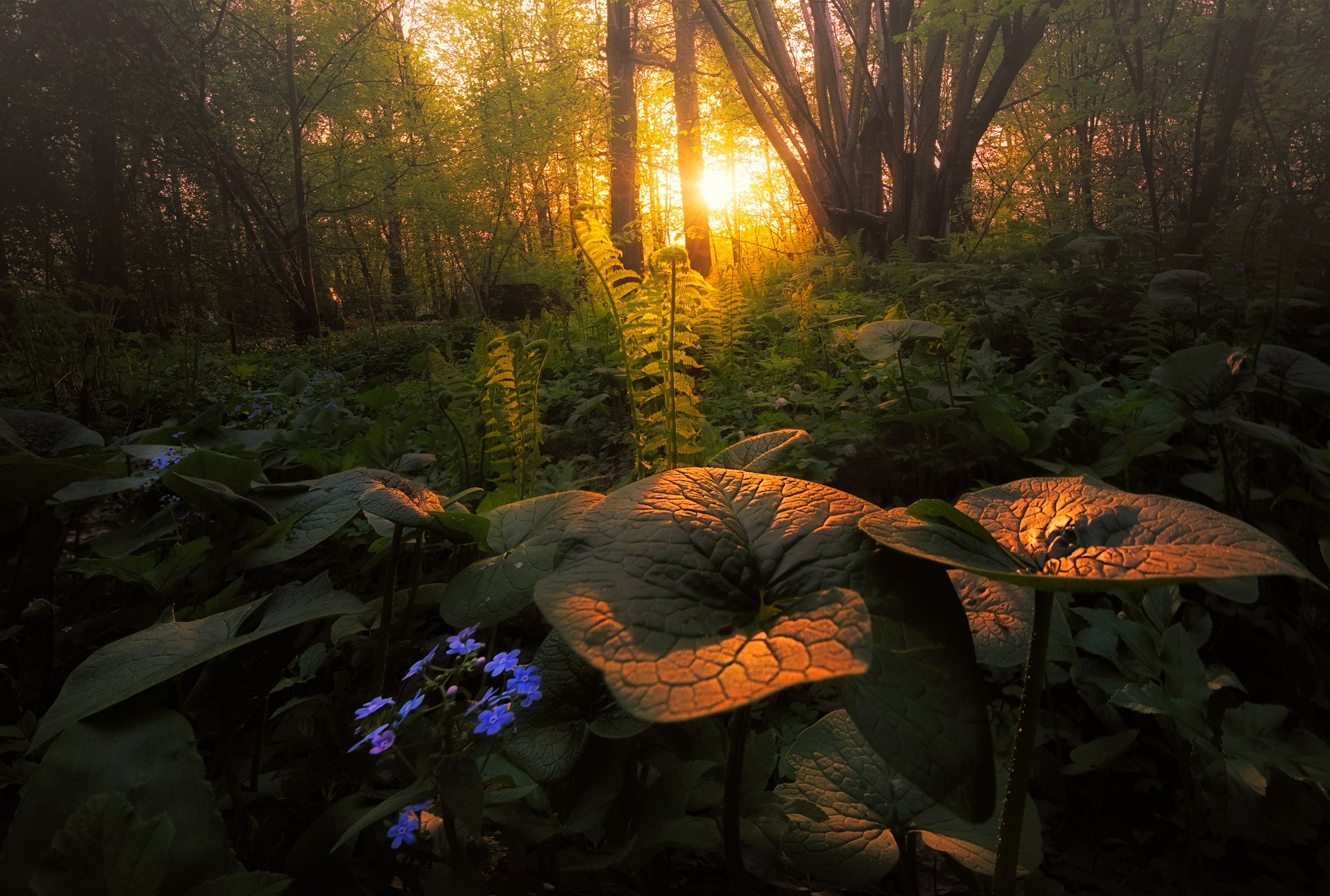 Volkovart.ru forest landscapes. Volkovart.online nature photography