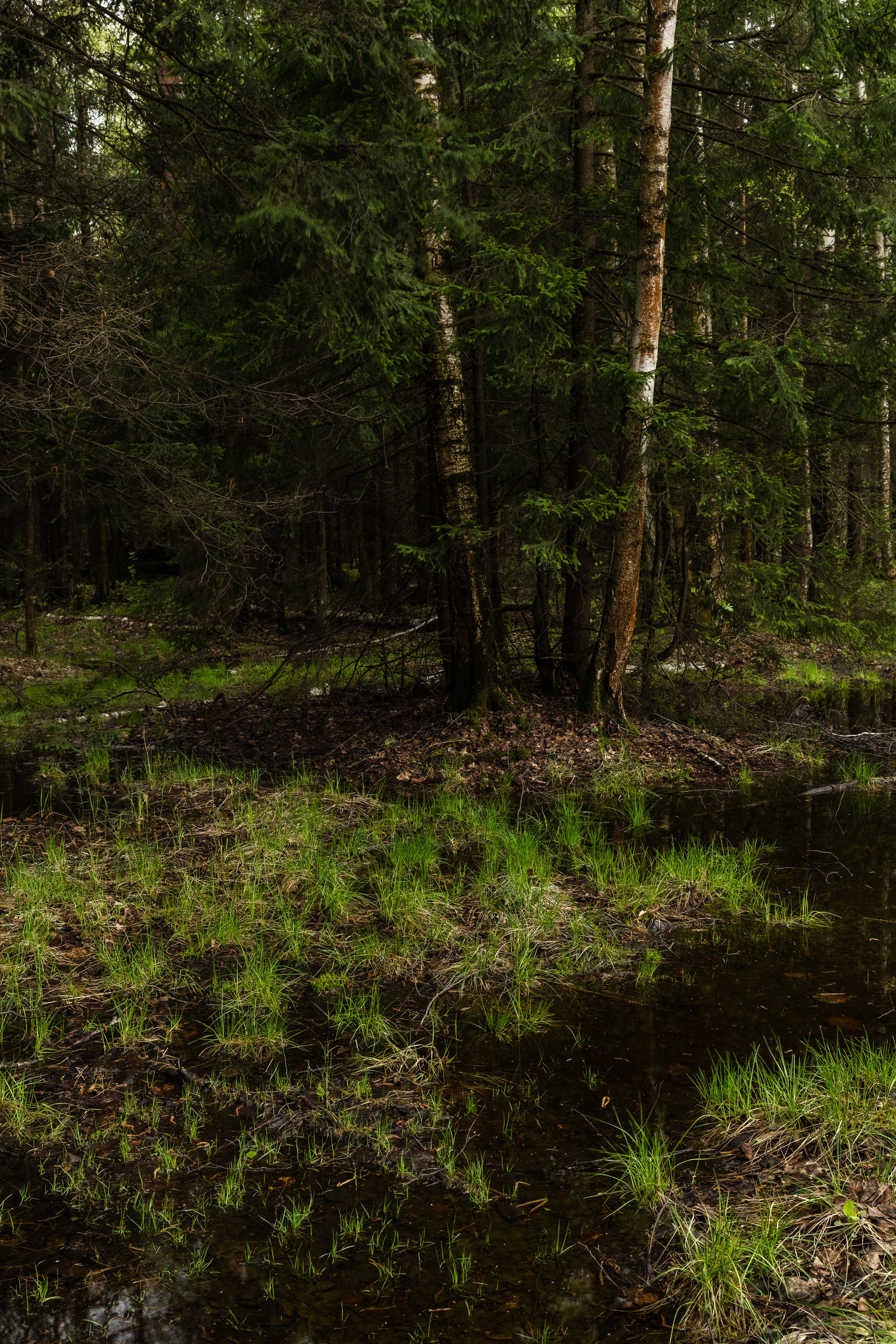 Лосиный остров, май 2023. Фотографии