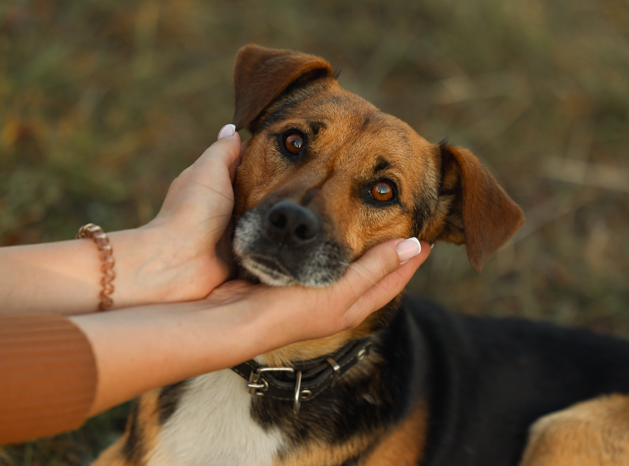 Прогулка на природе. Фотограф-анималист Полина Колкова | Москва