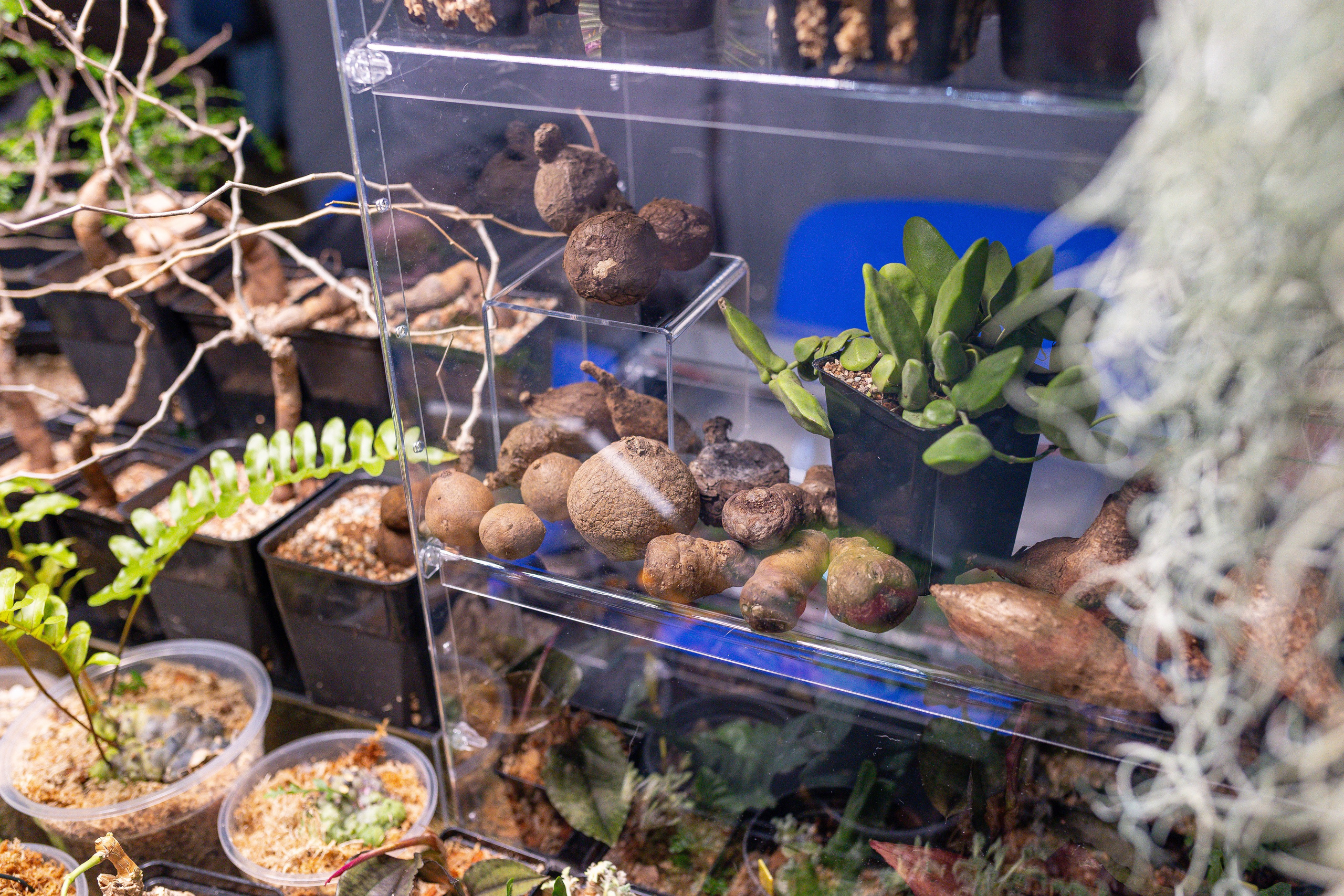 Орхидиум 12.2025. Александра Куликова фотограф, Москва