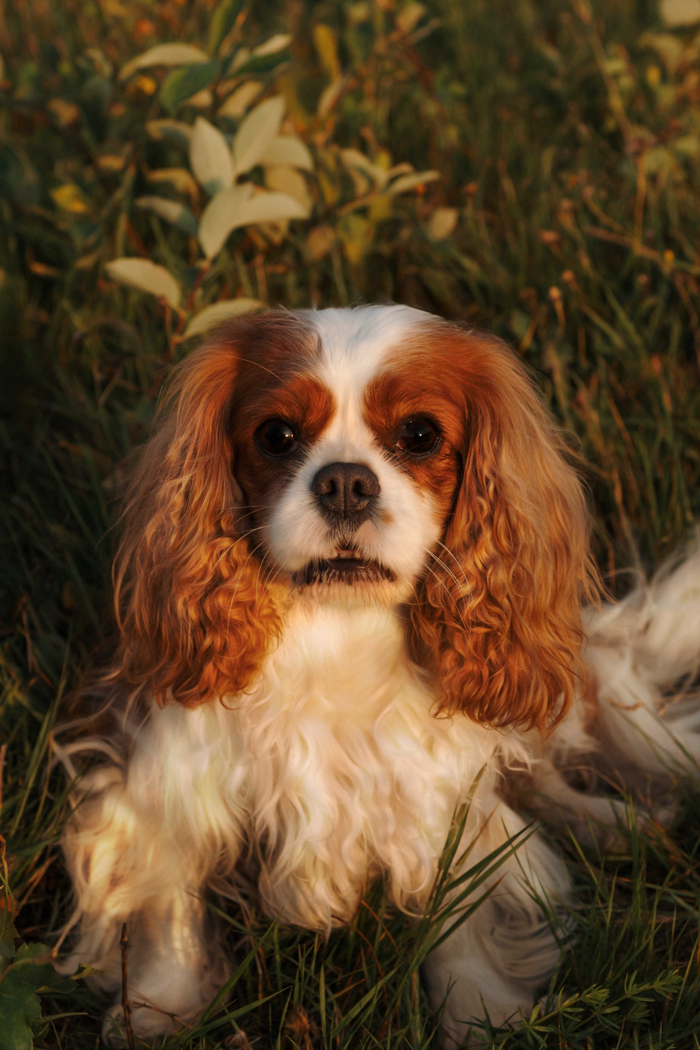 На закате Катерина, Луна и Рикки. Фотограф-анималист в Санкт-Петеребурге Титова Алиса