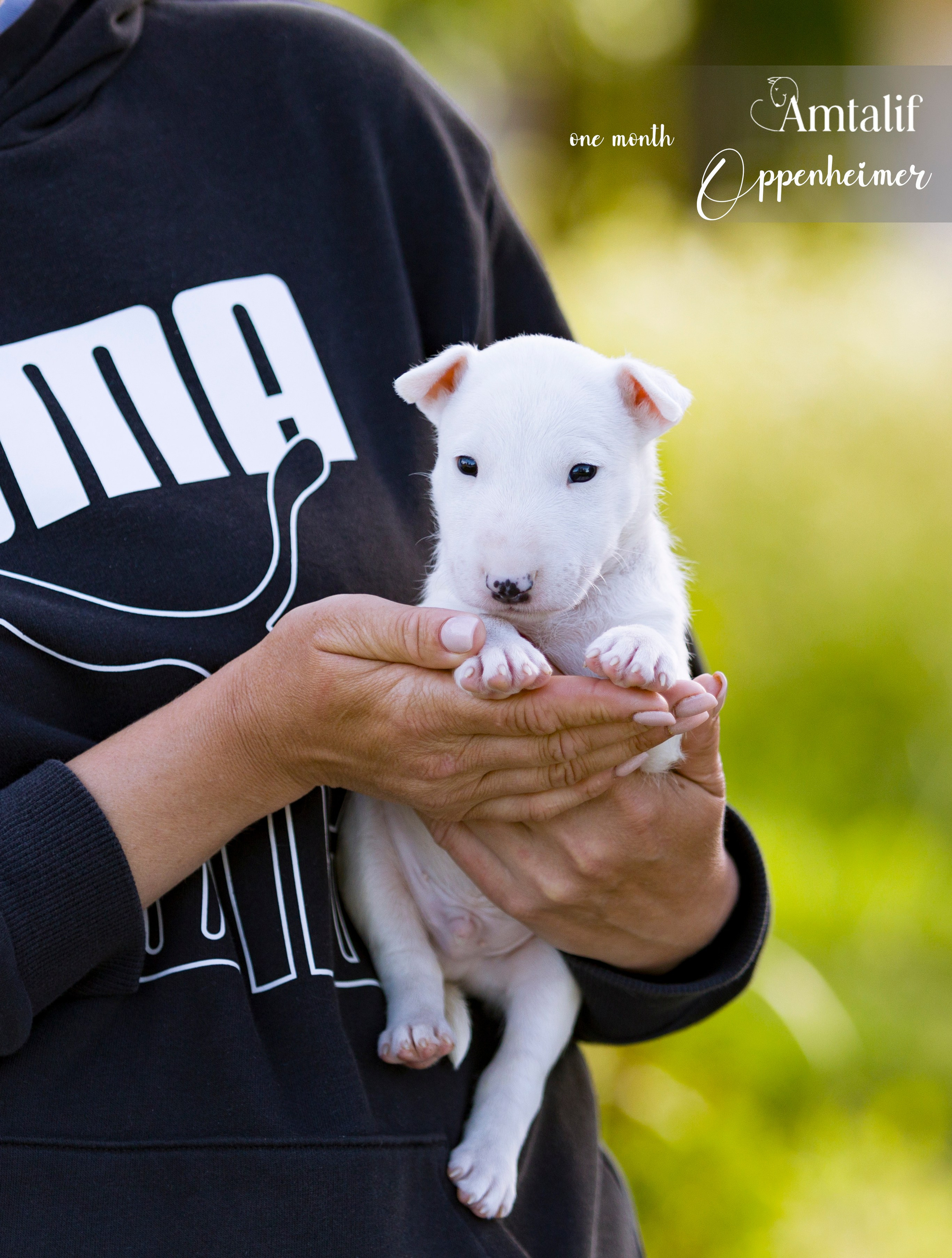 Миниатюрный бультерьер. Фотограф — анималист Татьяна Ли