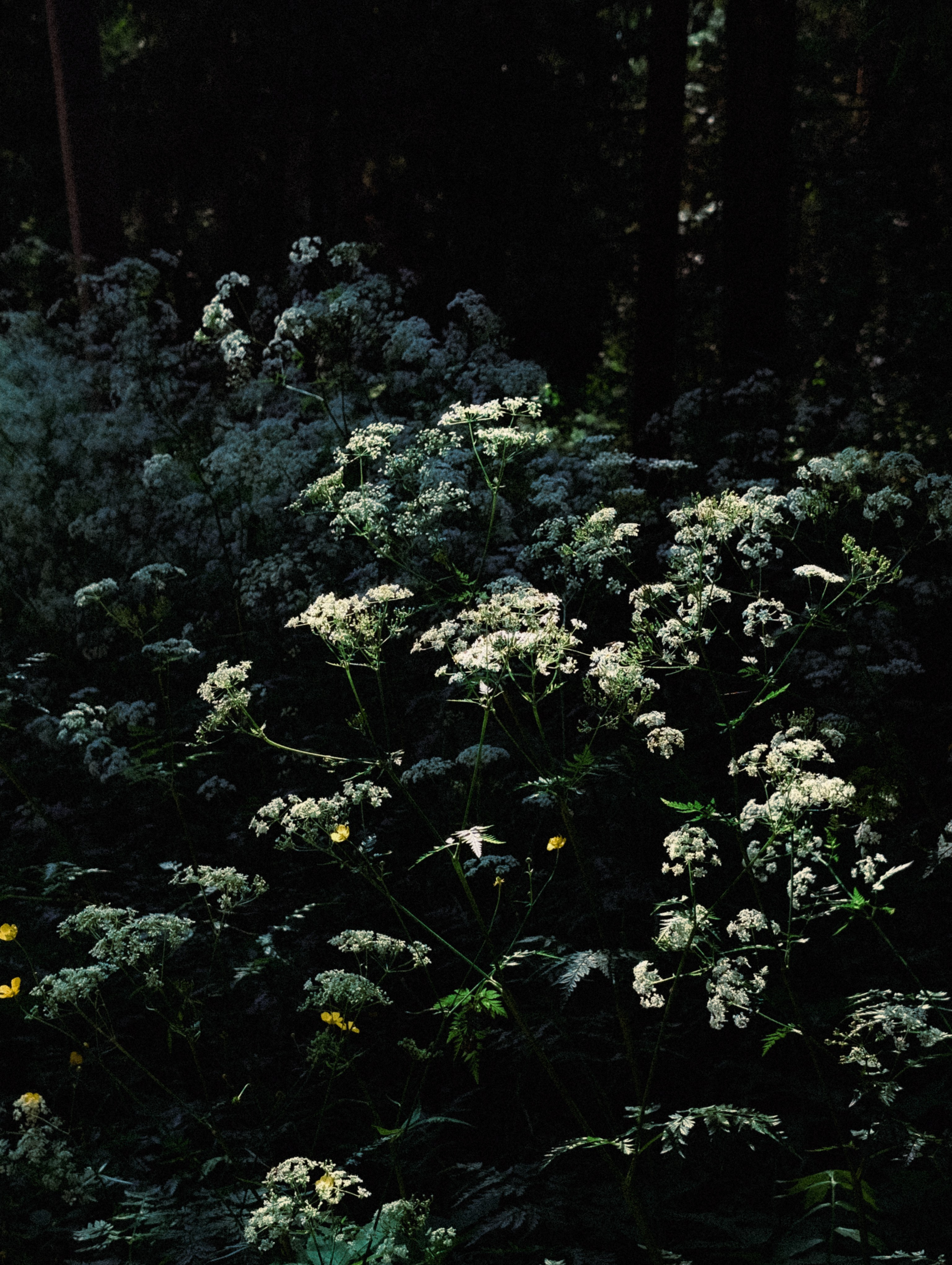 Вдохновение. Ph___tina