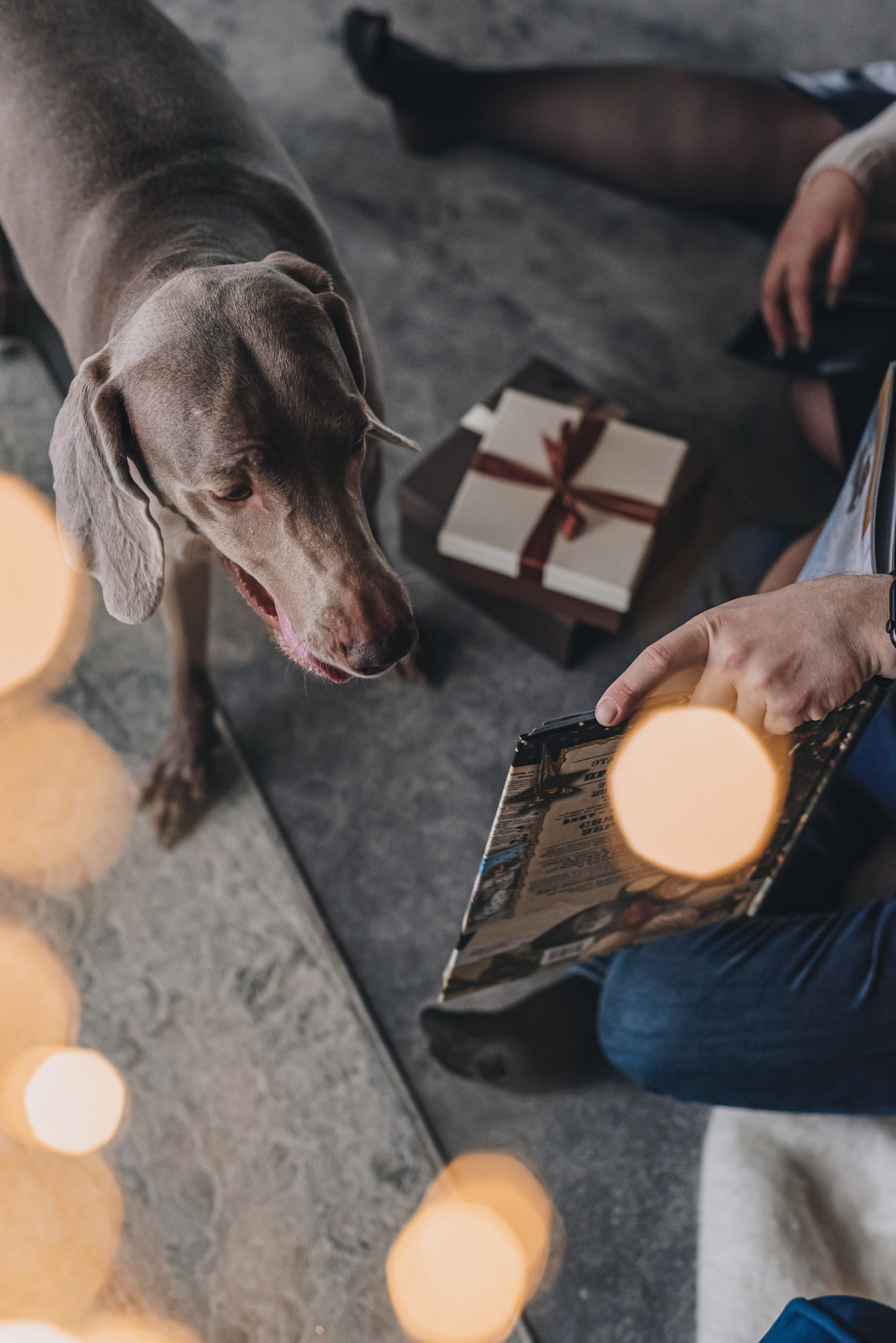 Marta, Sasha & Lady. Natalia Finch Photography — Family, Kids & Pet Photographer in Chicago, IL