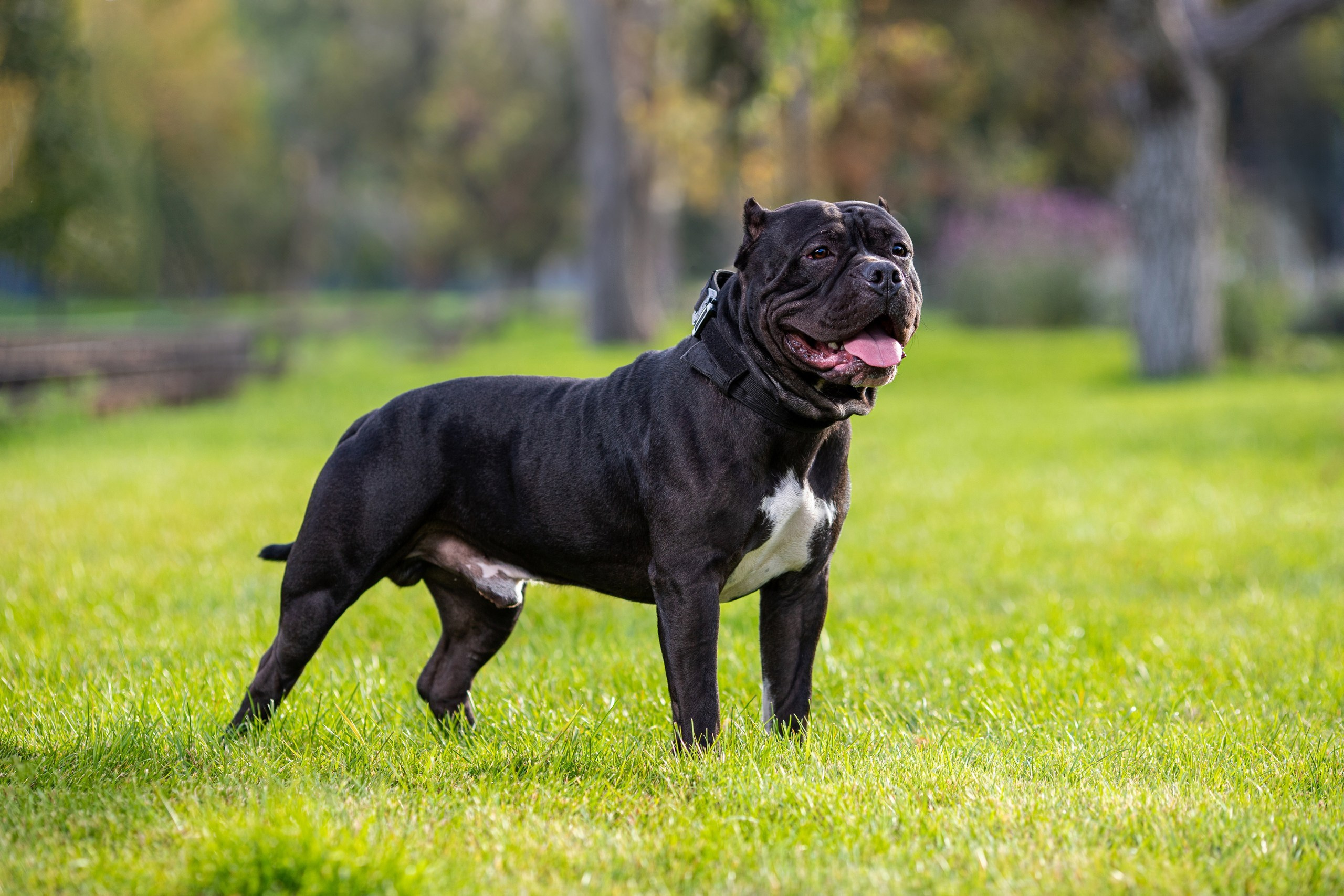 Фотопрогулка с собакой и съёмка для презентации собак