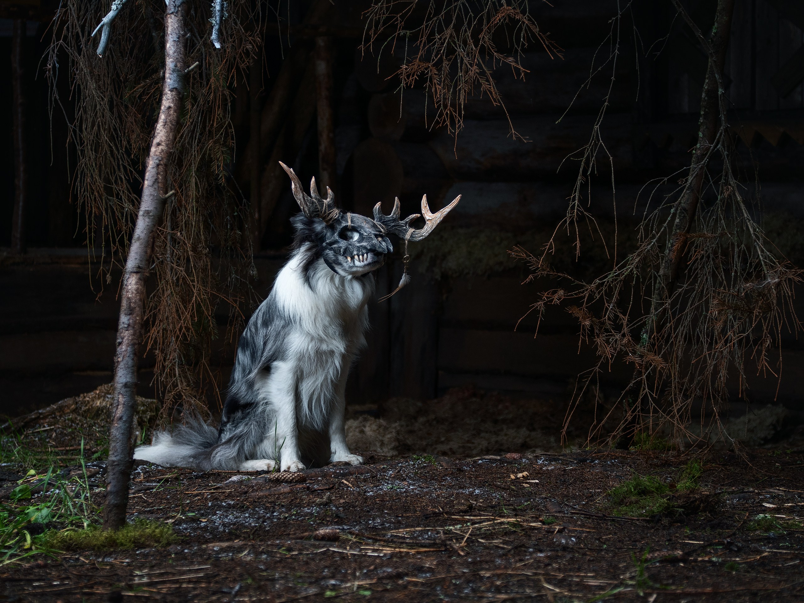 Хэллуин. Фотограф анималист Никита Натальный