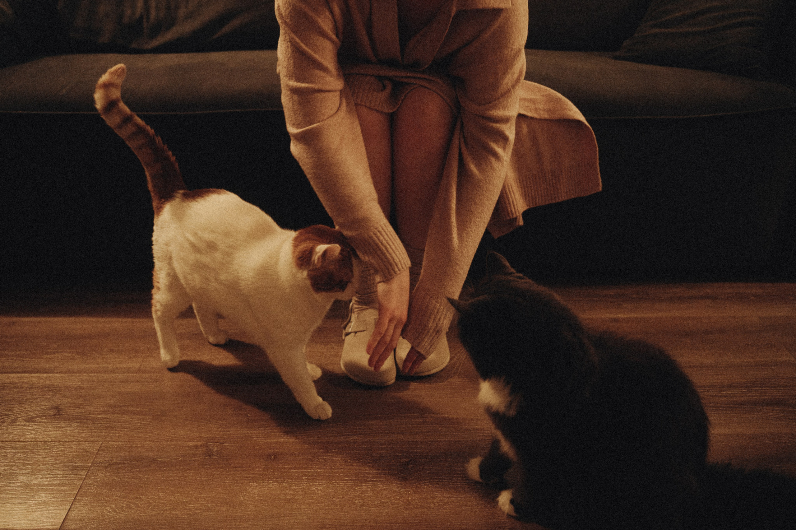 Домашняя фотосессия с питомцами