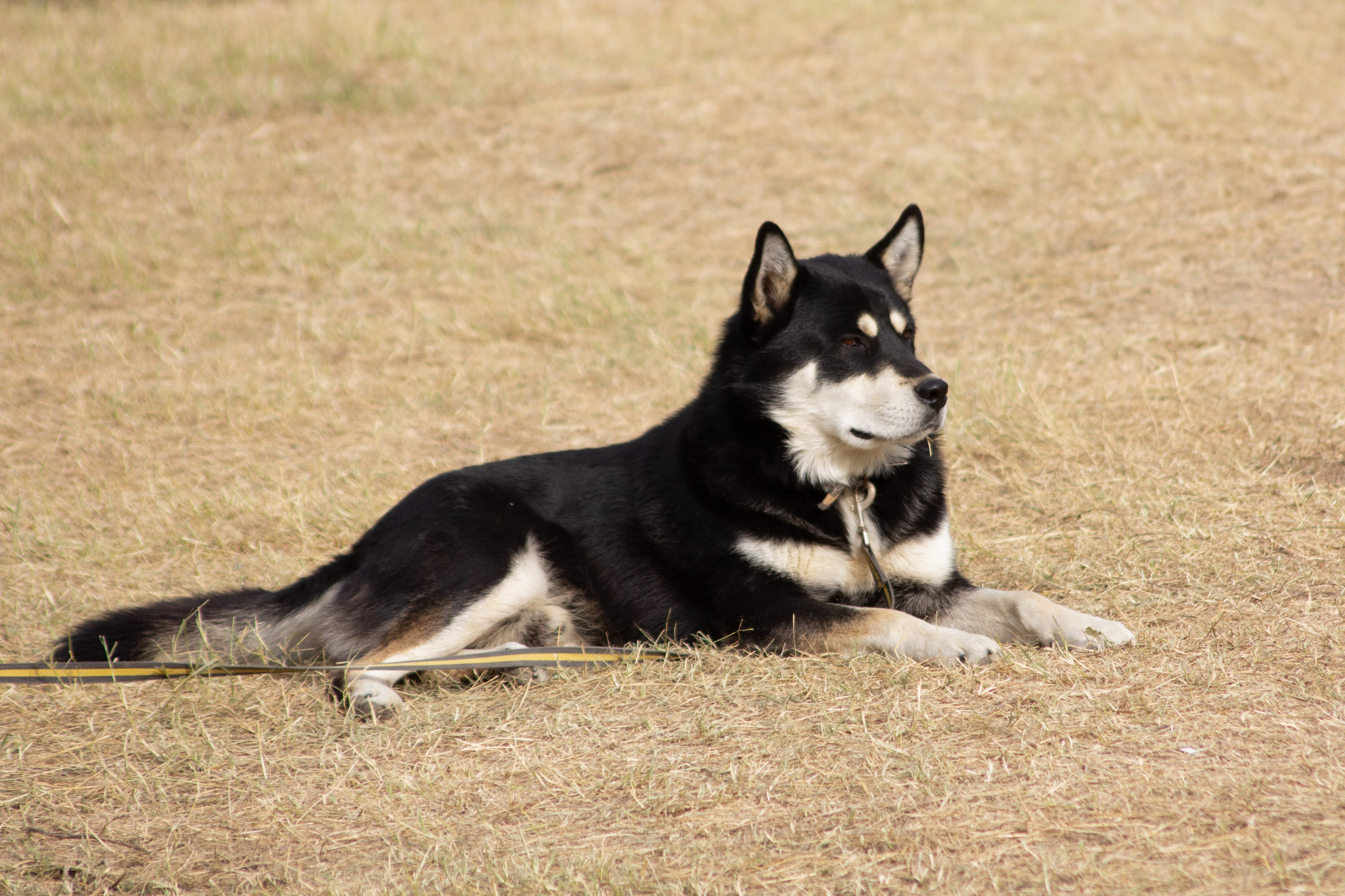 Музыкальный фестиваль Sun Spirit 2020. Фотограф Антон Катунин | Симферополь