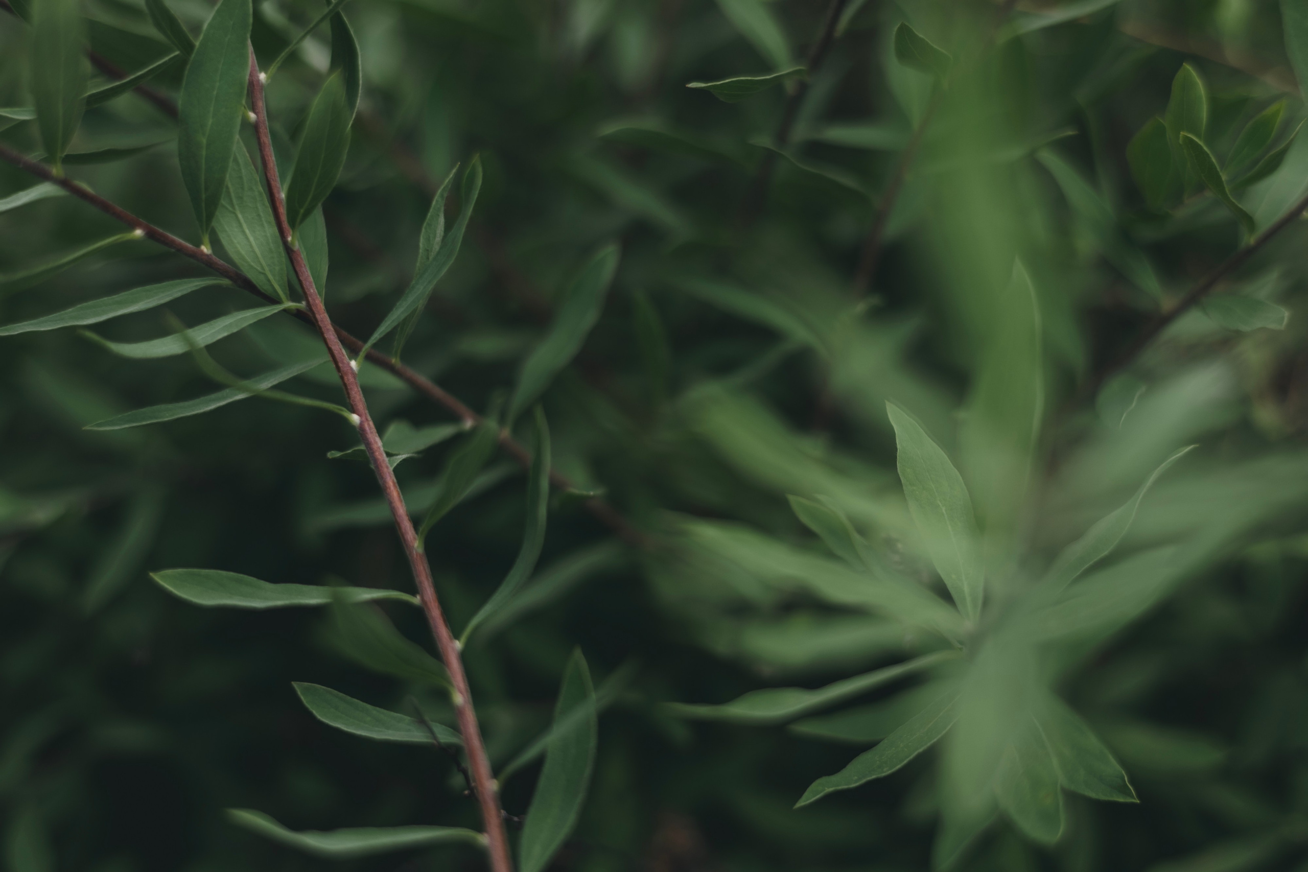 Любовь Георгиевна Пономарева. Садовод и ландшафтный дизайнер. Репортажный фотограф Наталья Лапцевич