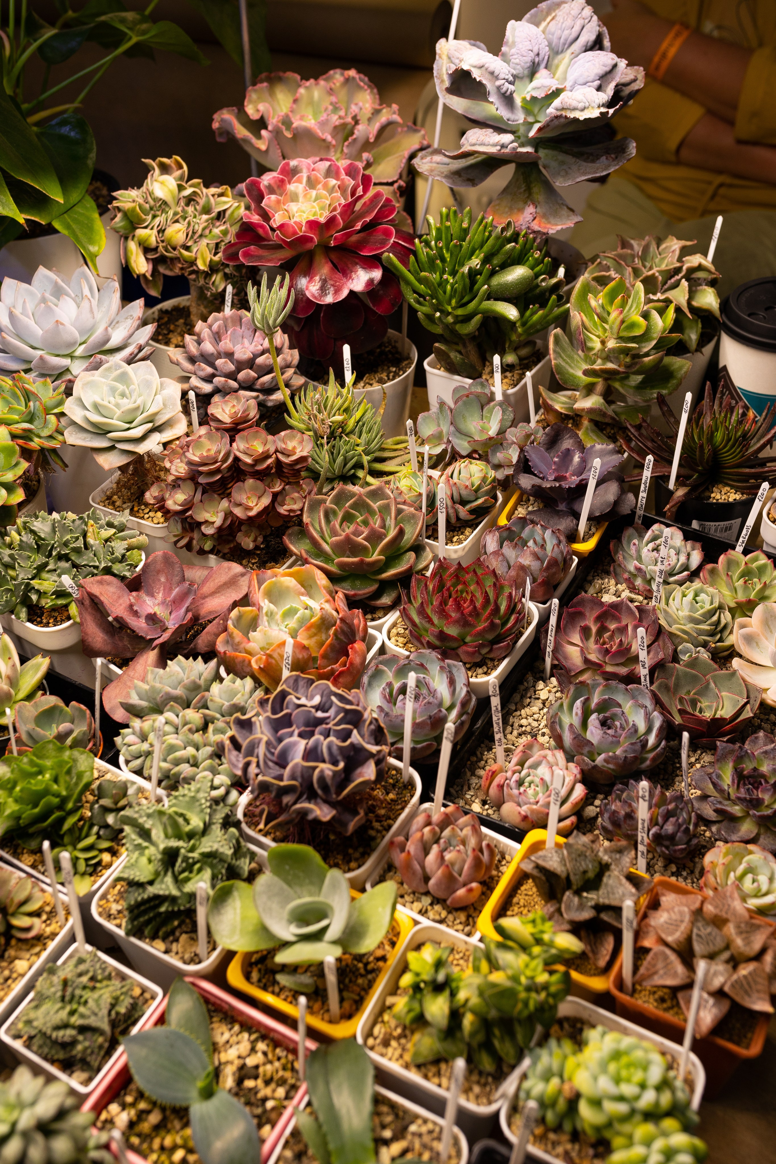 Орхидиум июнь 2024. Александра Куликова фотограф, Москва