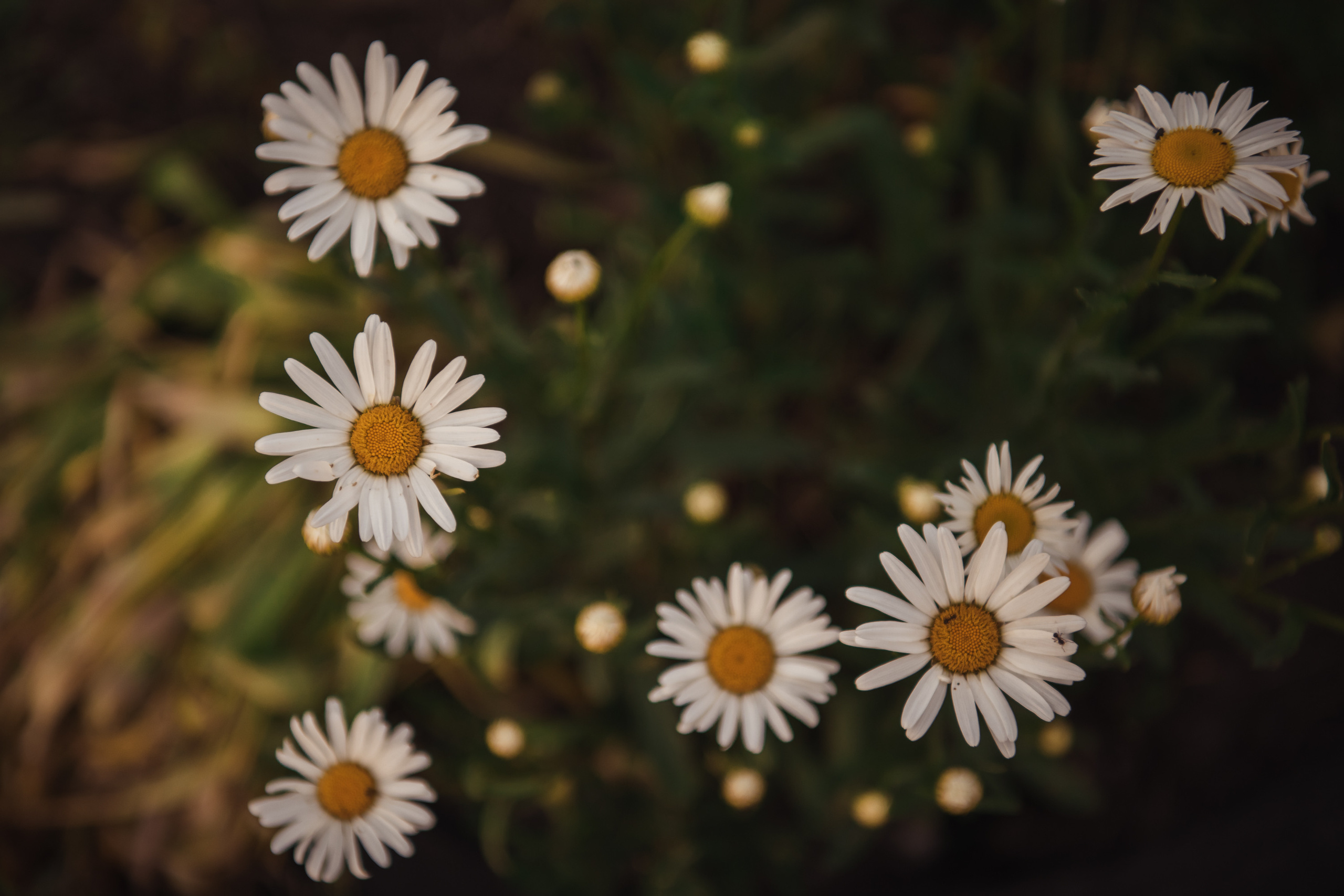 Анастасия и Арсен. Фомина Елена Свадебный и семейный фотограф