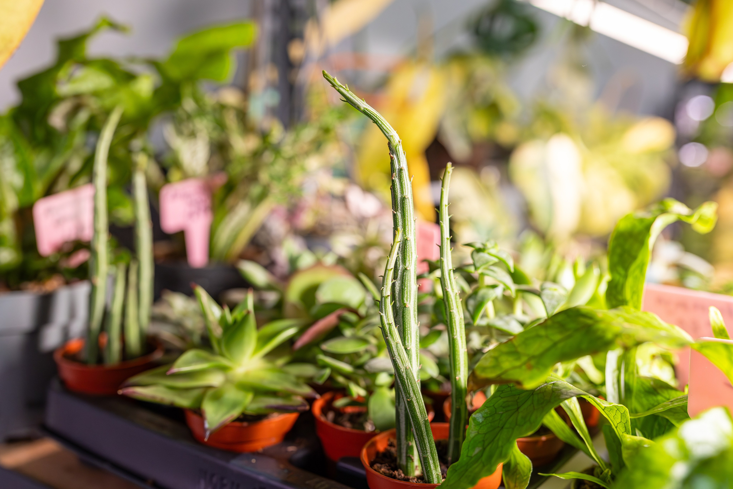 Монстериум апрель 2026. Александра Куликова фотограф, Москва