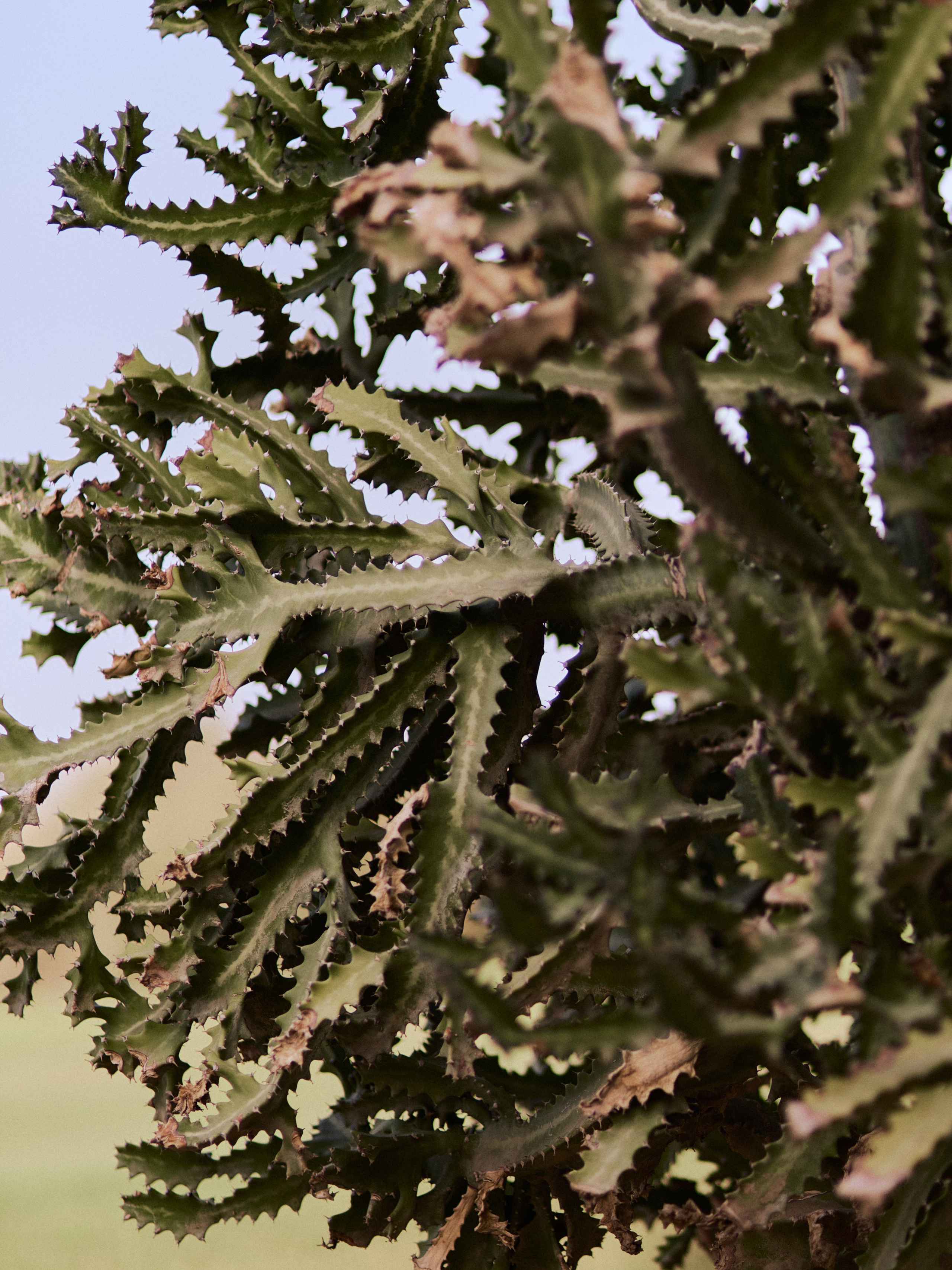 Другое 3. Jorgis Talè — photographer, kind person, teacher of arts and other mag