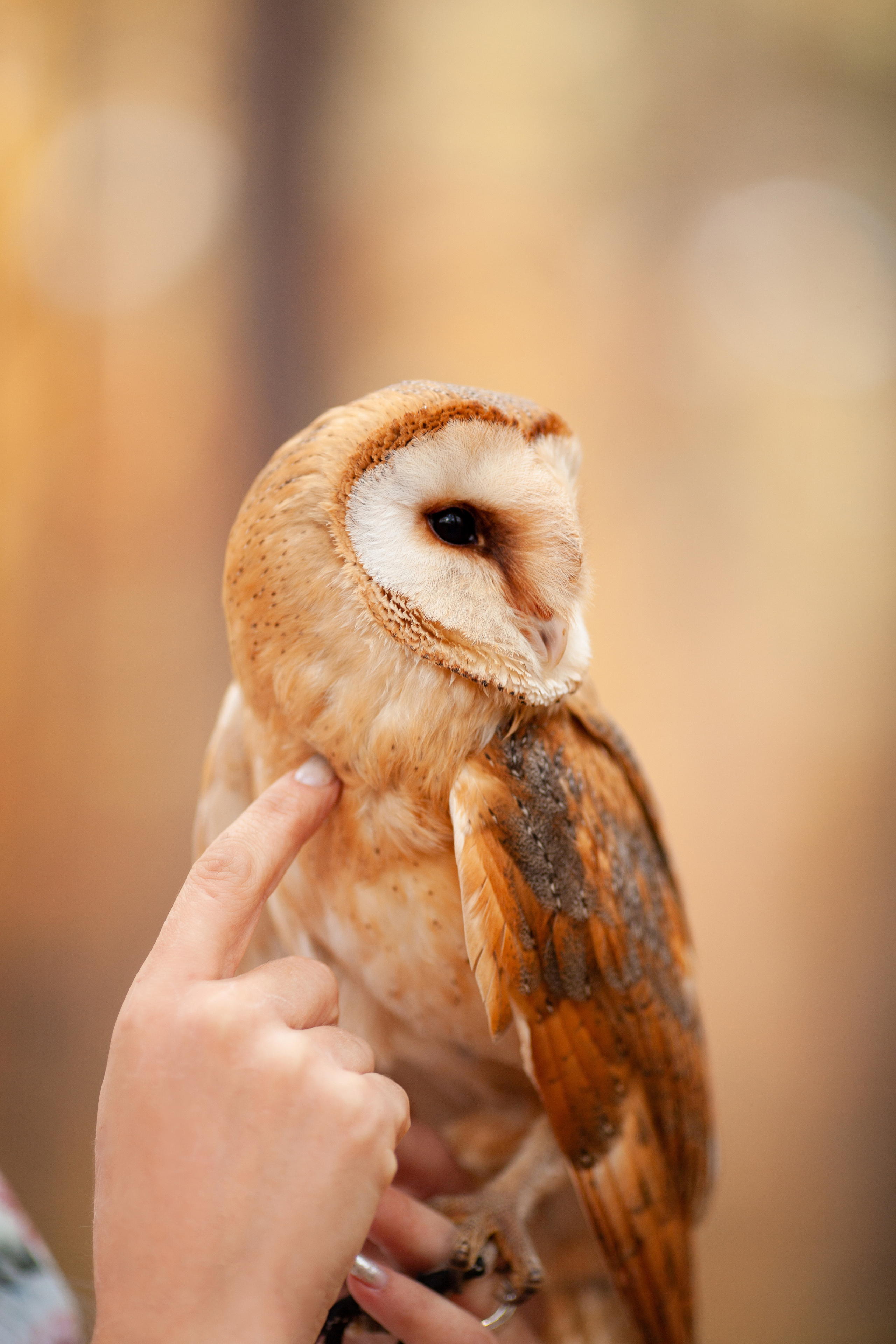 ОСЕННЯЯ СКАЗКА. Фотограф на любое мероприятие