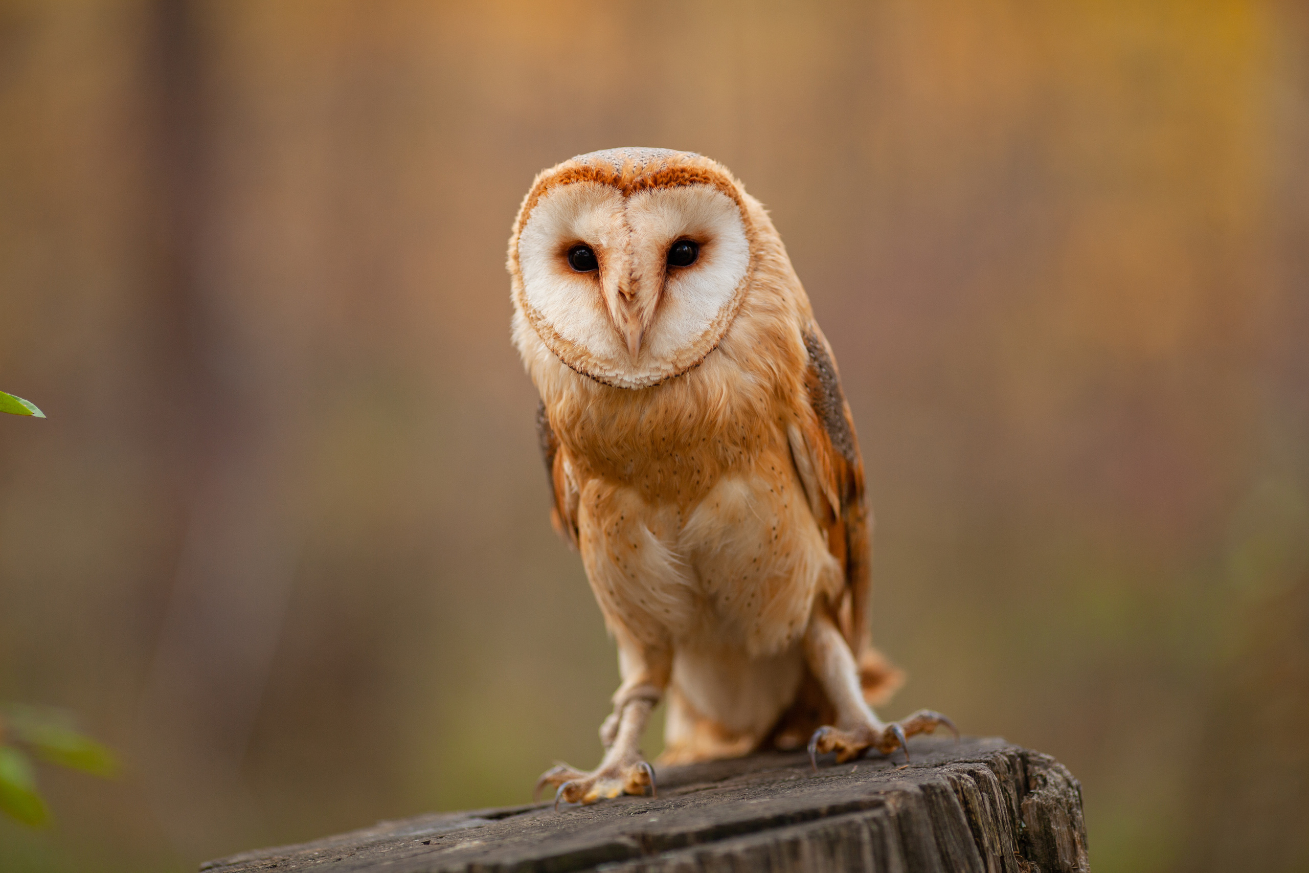 ОСЕННЯЯ СКАЗКА. Фотограф на любое мероприятие