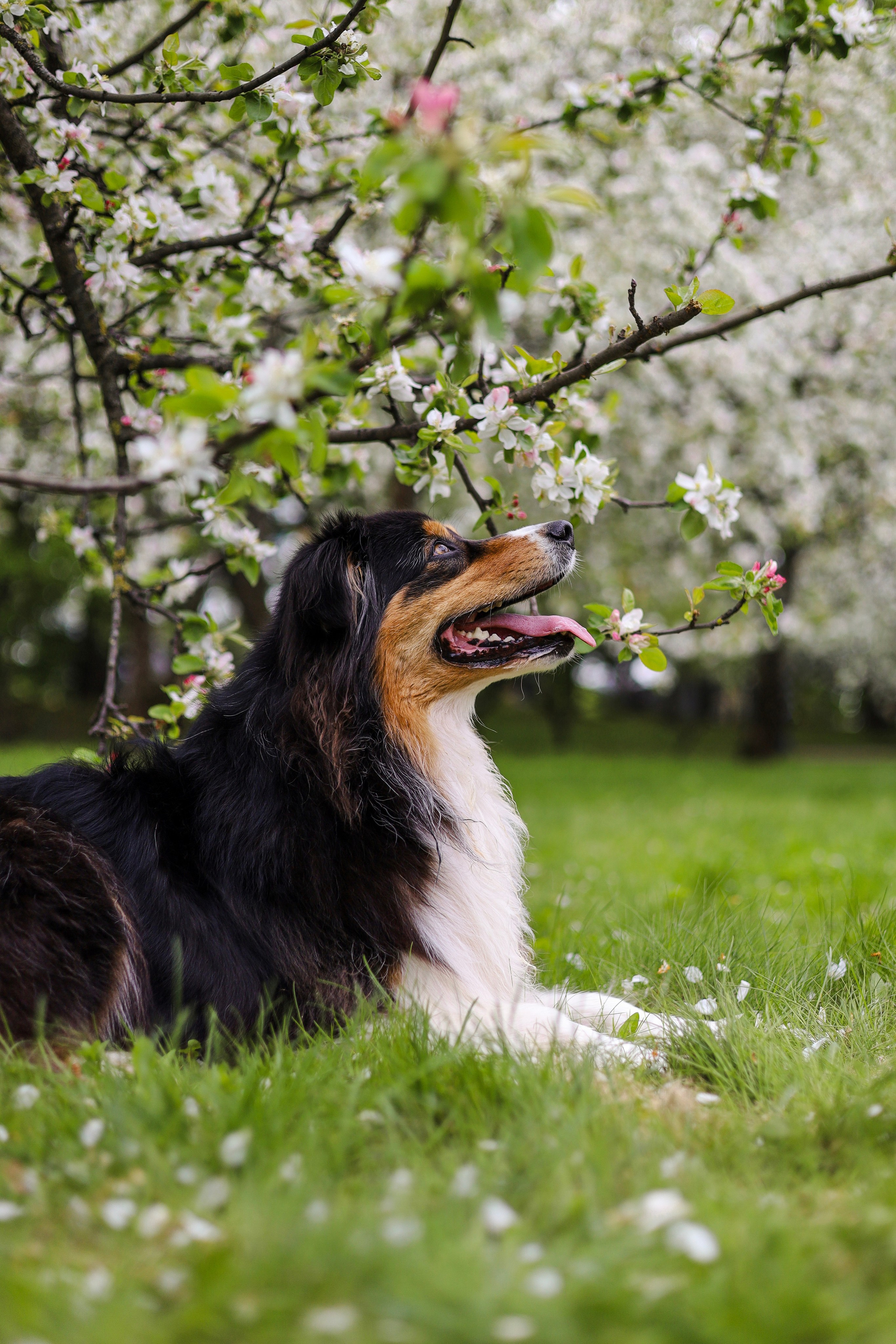 Келли и Света. Фотограф-анималист Ксения Шевцова|Москва