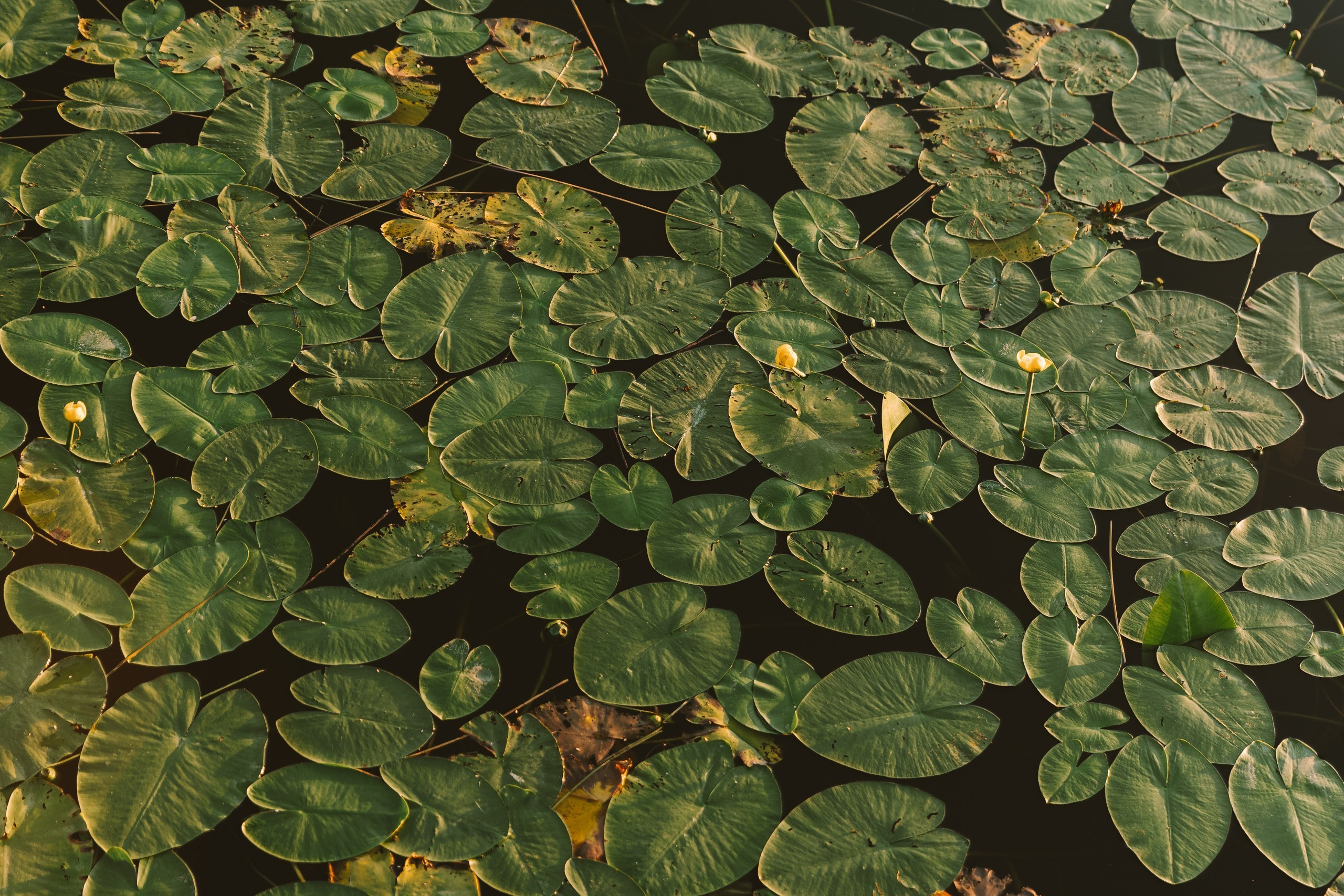 Розовый. Портфолио свадебного фотографа. Роман Каргаполов